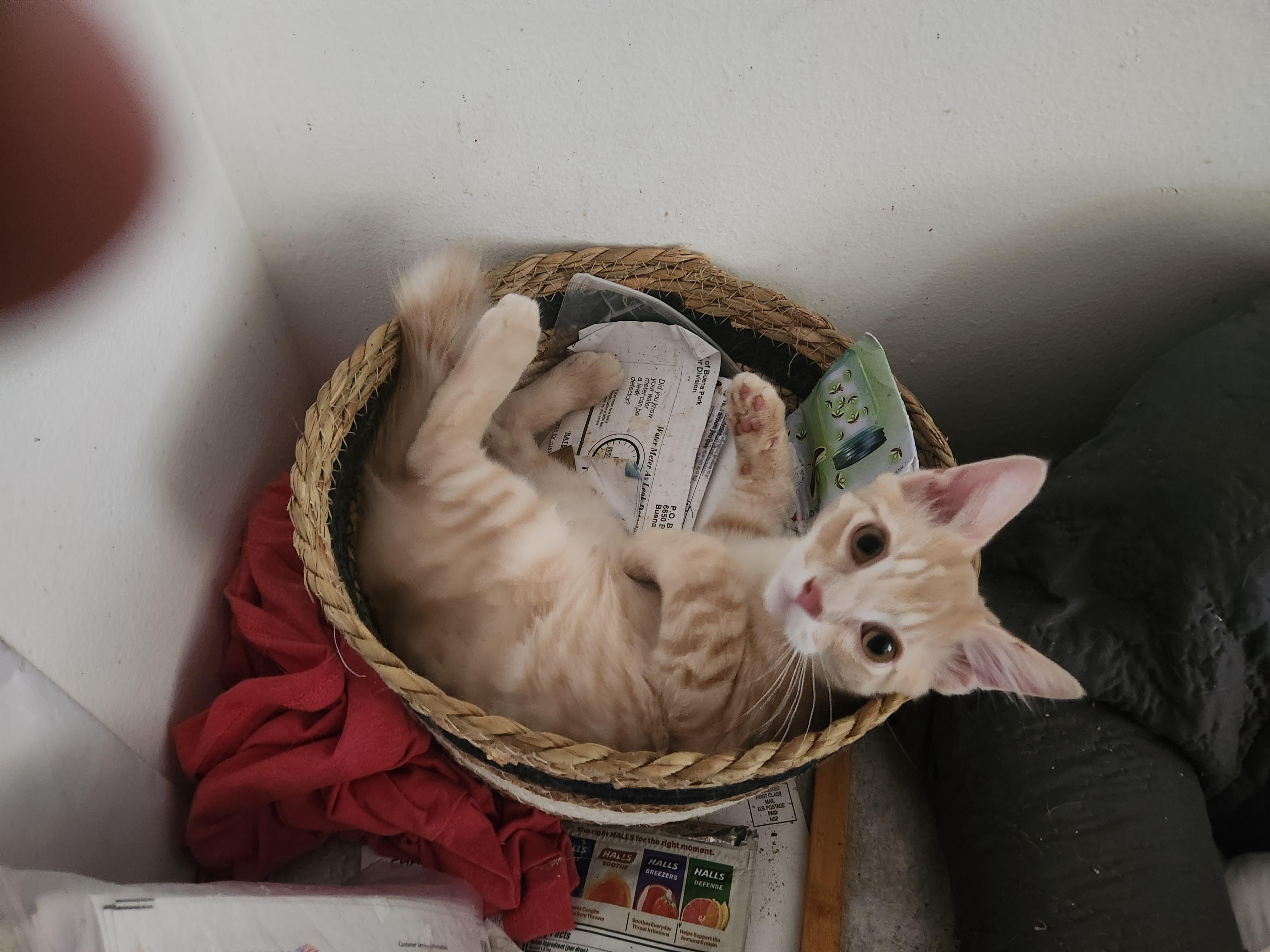 Monty, Adoptable, Kitten Male American Shorthair.