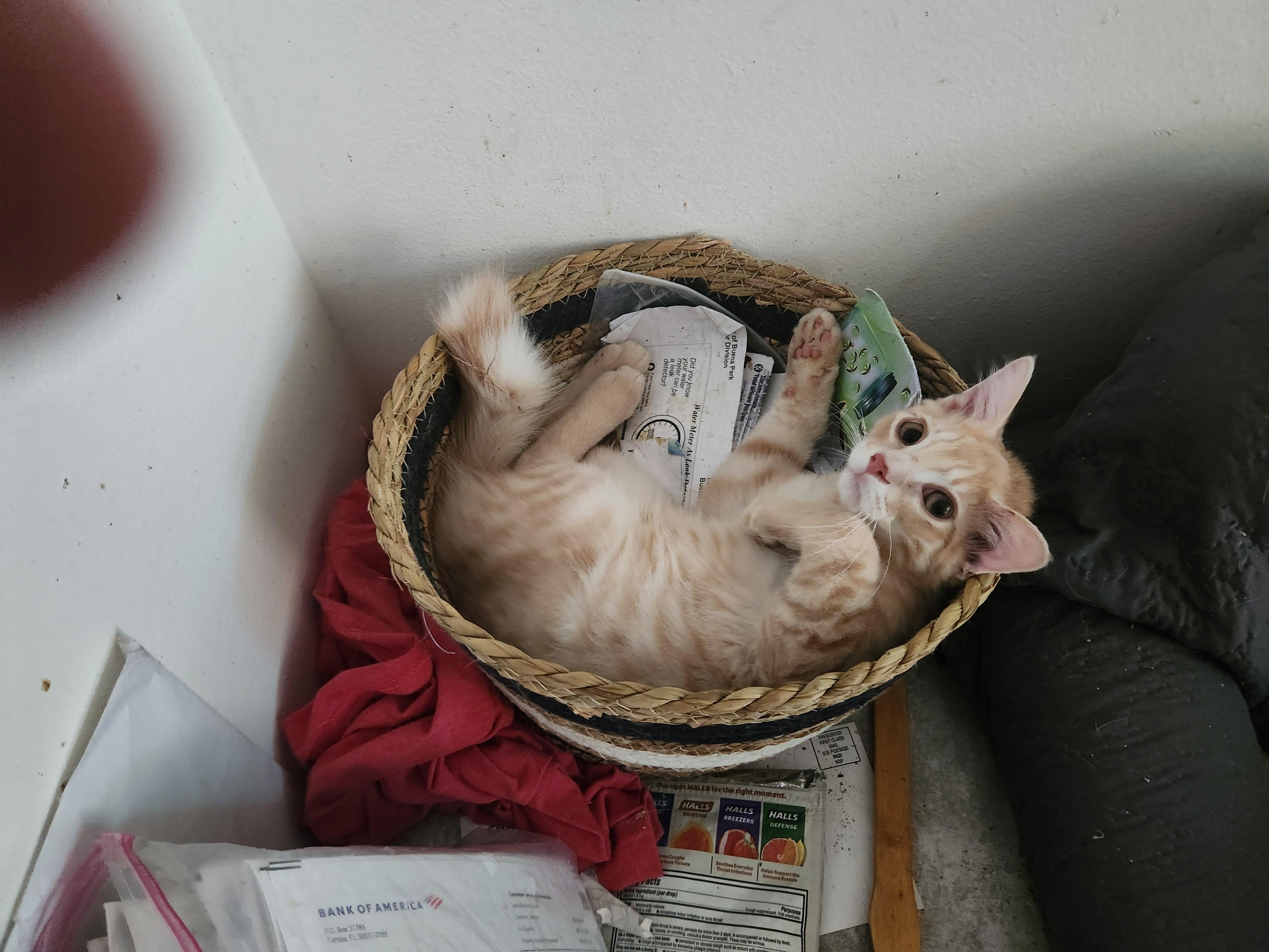 Monty, a Adoptable American Shorthair in Buena Park, CA image 2/5