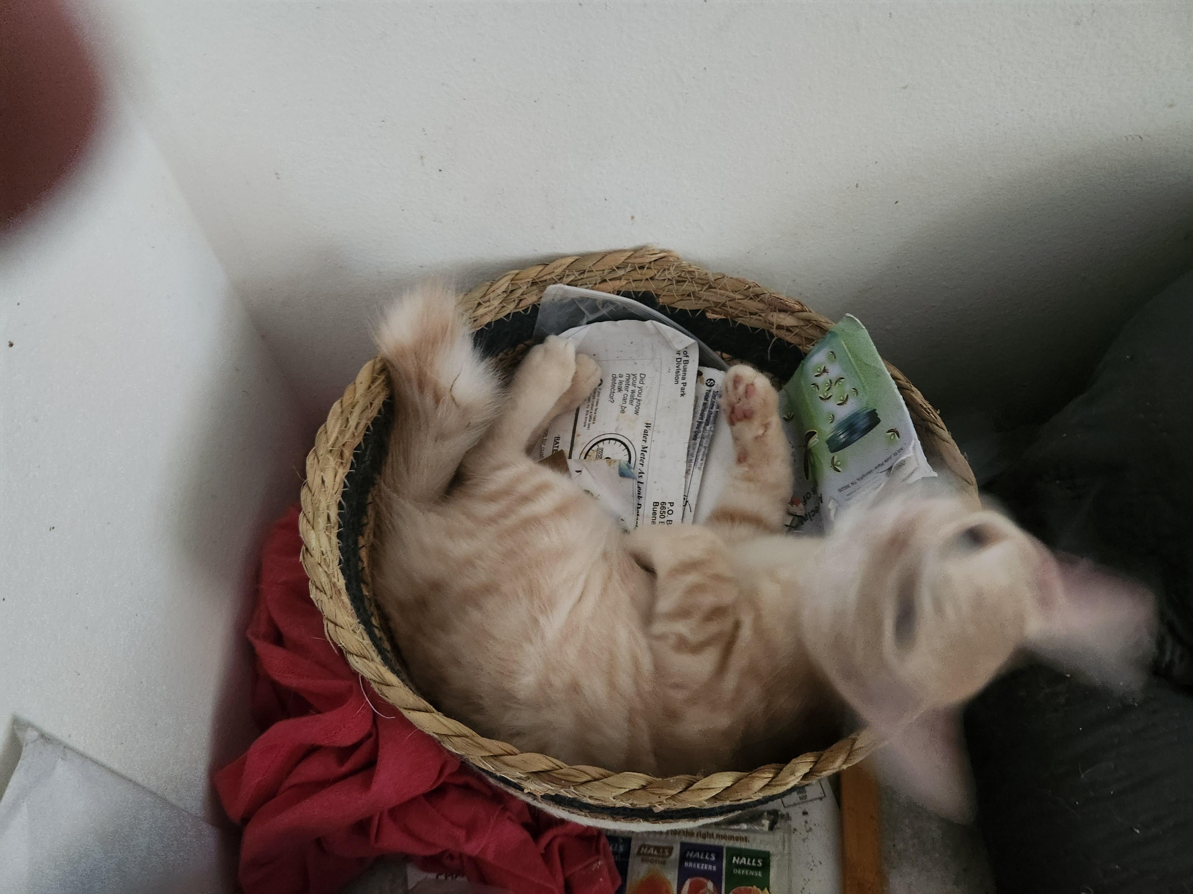 Monty, a Adoptable American Shorthair in Buena Park, CA image 4/5