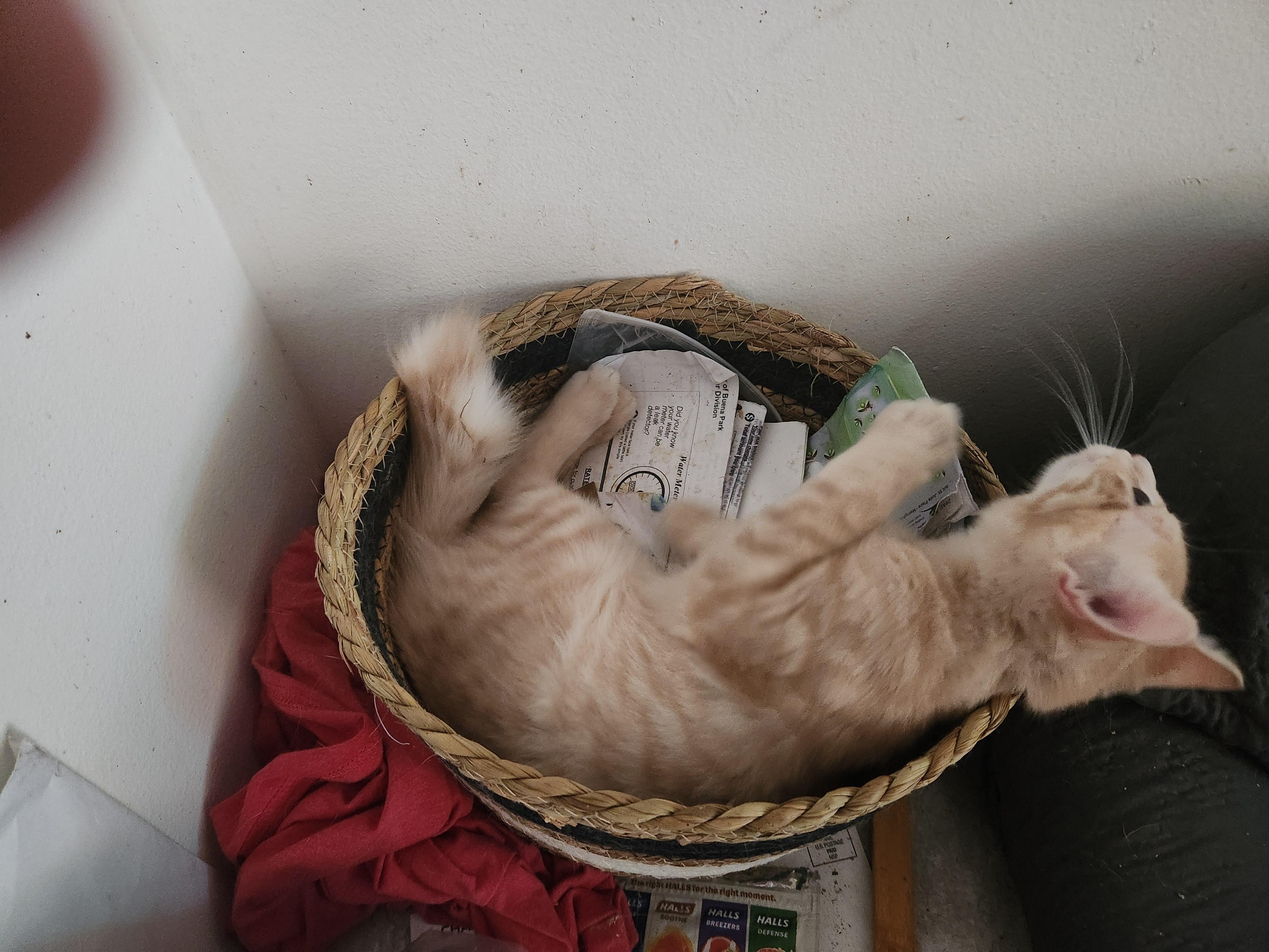 Monty, a Adoptable American Shorthair in Buena Park, CA image 5/5