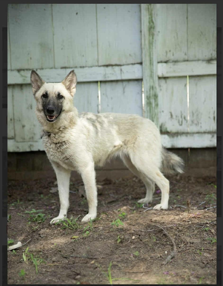 Luna, Young Female German Shepherd Dog