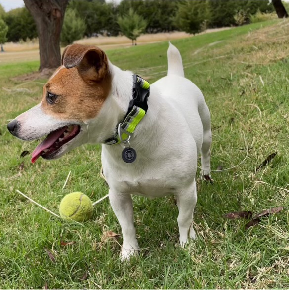 Belle/not in the prison program, Adopted, Adult Female Jack Russell Terrier.