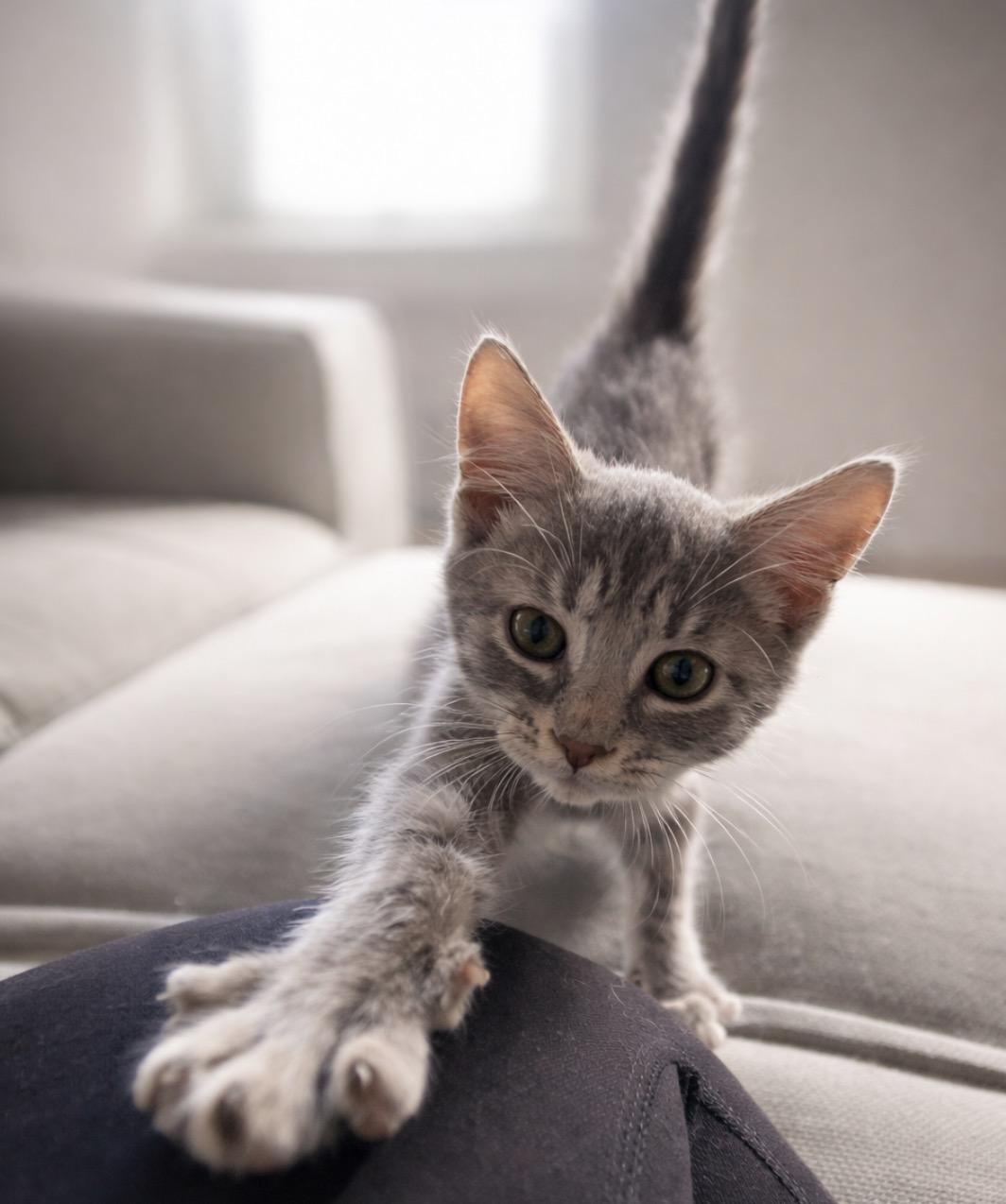 Fields of Grey, adopted, Young Female Domestic Short Hair.