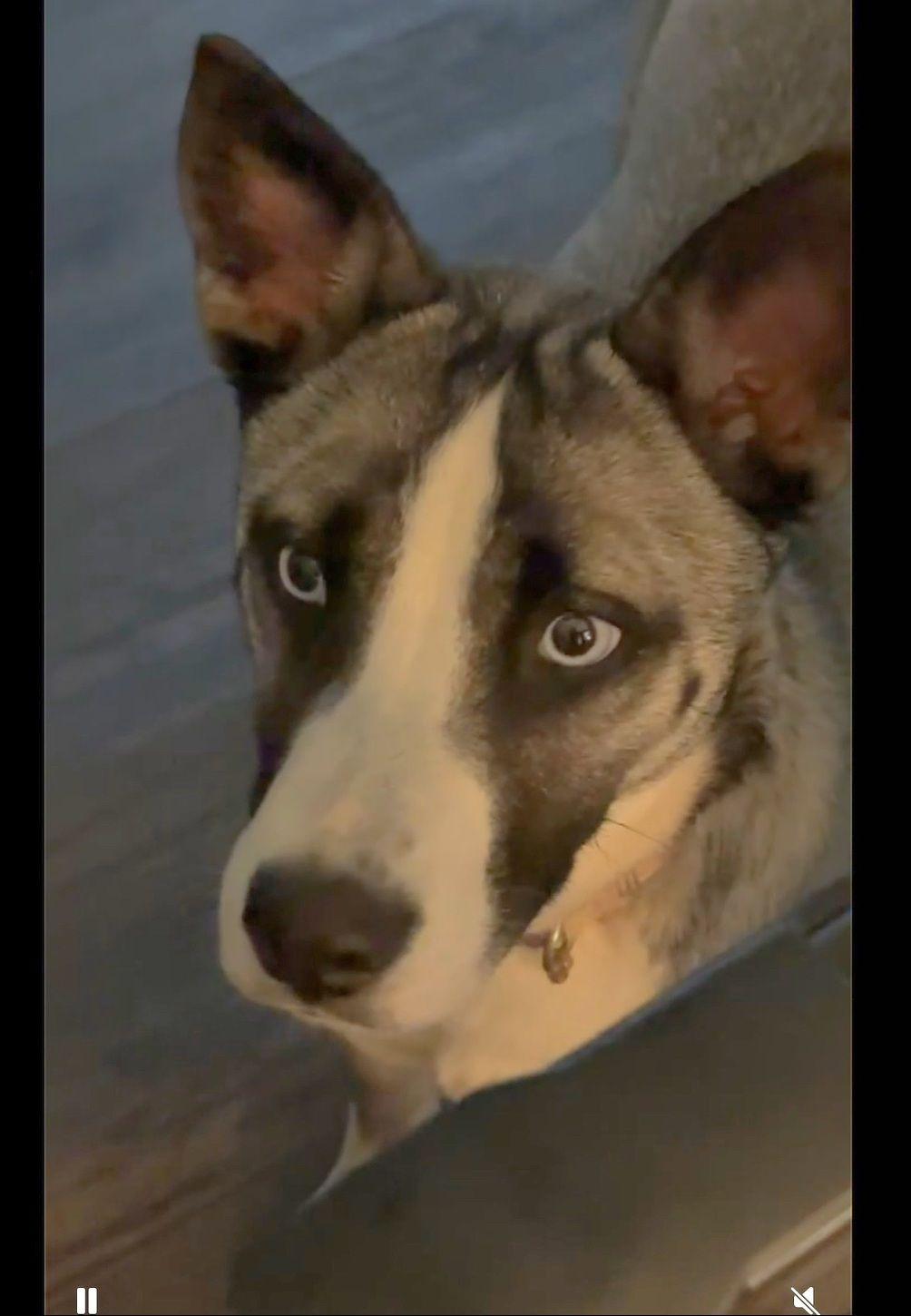Jolene, Young Female Husky