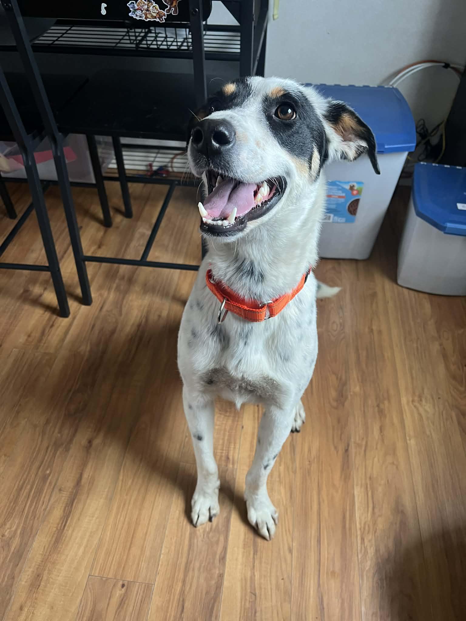 Enlarge Archie, a ADOPTABLE Mixed Breed in Highland, NY image 6/6