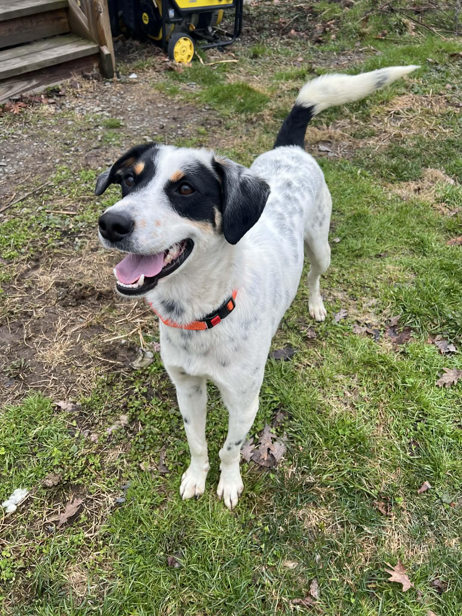 Enlarge Archie, a ADOPTABLE Mixed Breed in Highland, NY image 4/6