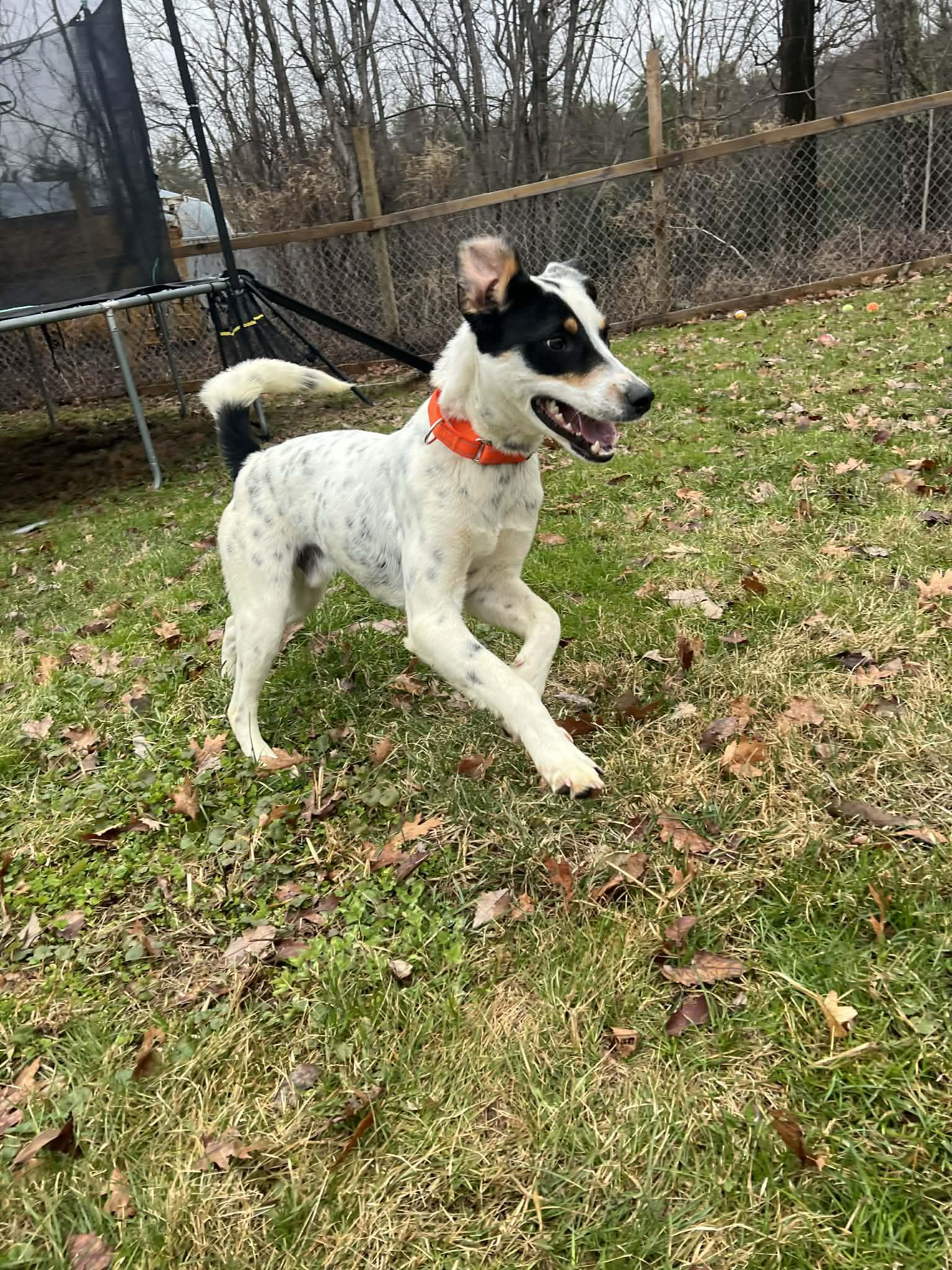 Enlarge Archie, a ADOPTABLE Mixed Breed in Highland, NY image 3/6