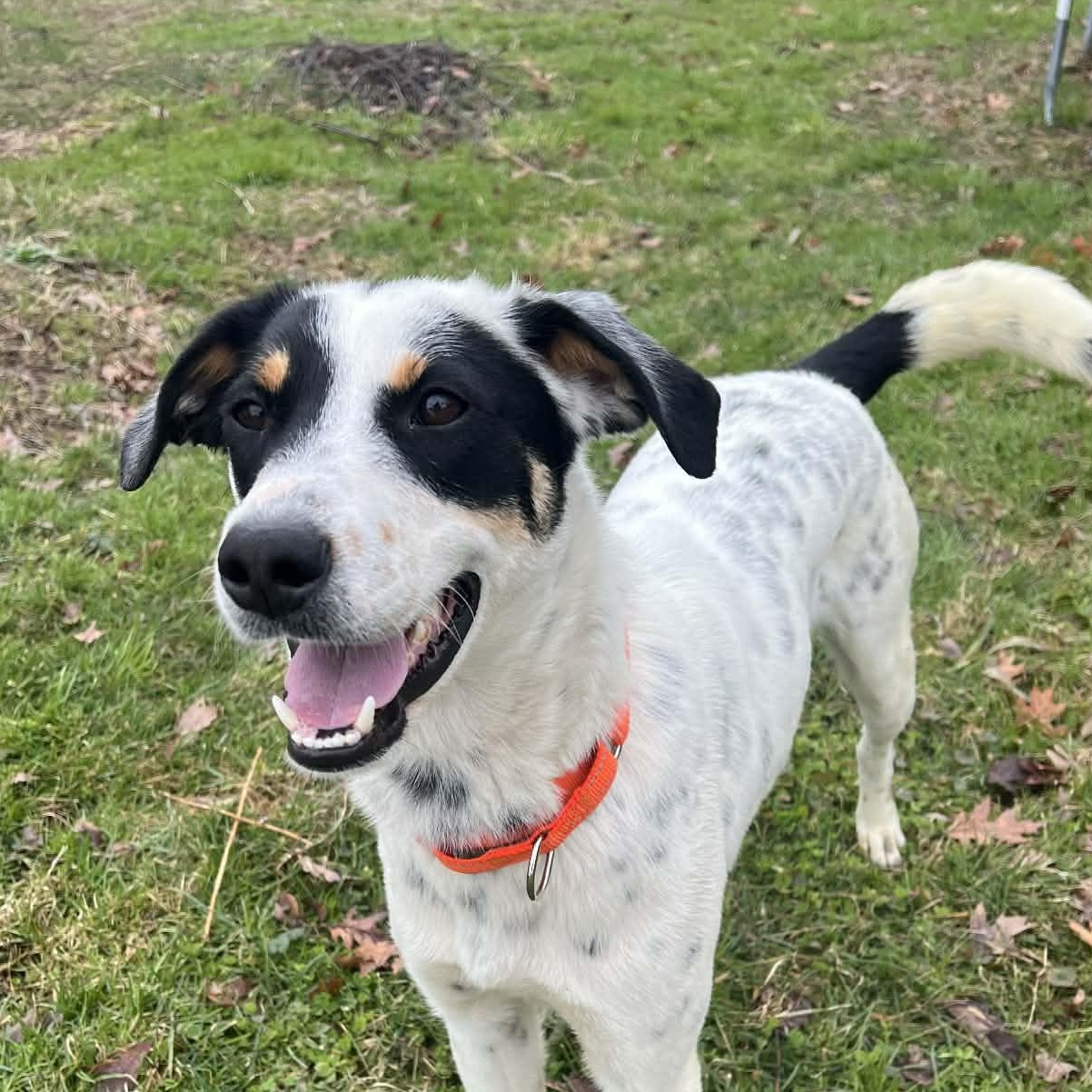 Enlarge Archie, a ADOPTABLE Mixed Breed in Highland, NY image 1/6