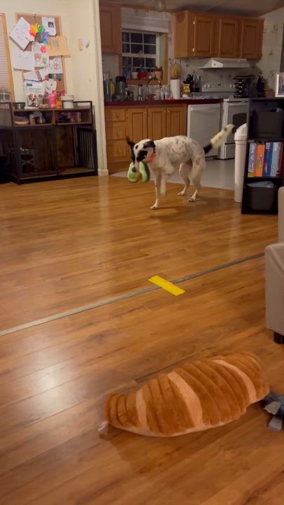 Enlarge Archie, a ADOPTABLE Mixed Breed in Highland, NY video 5/6