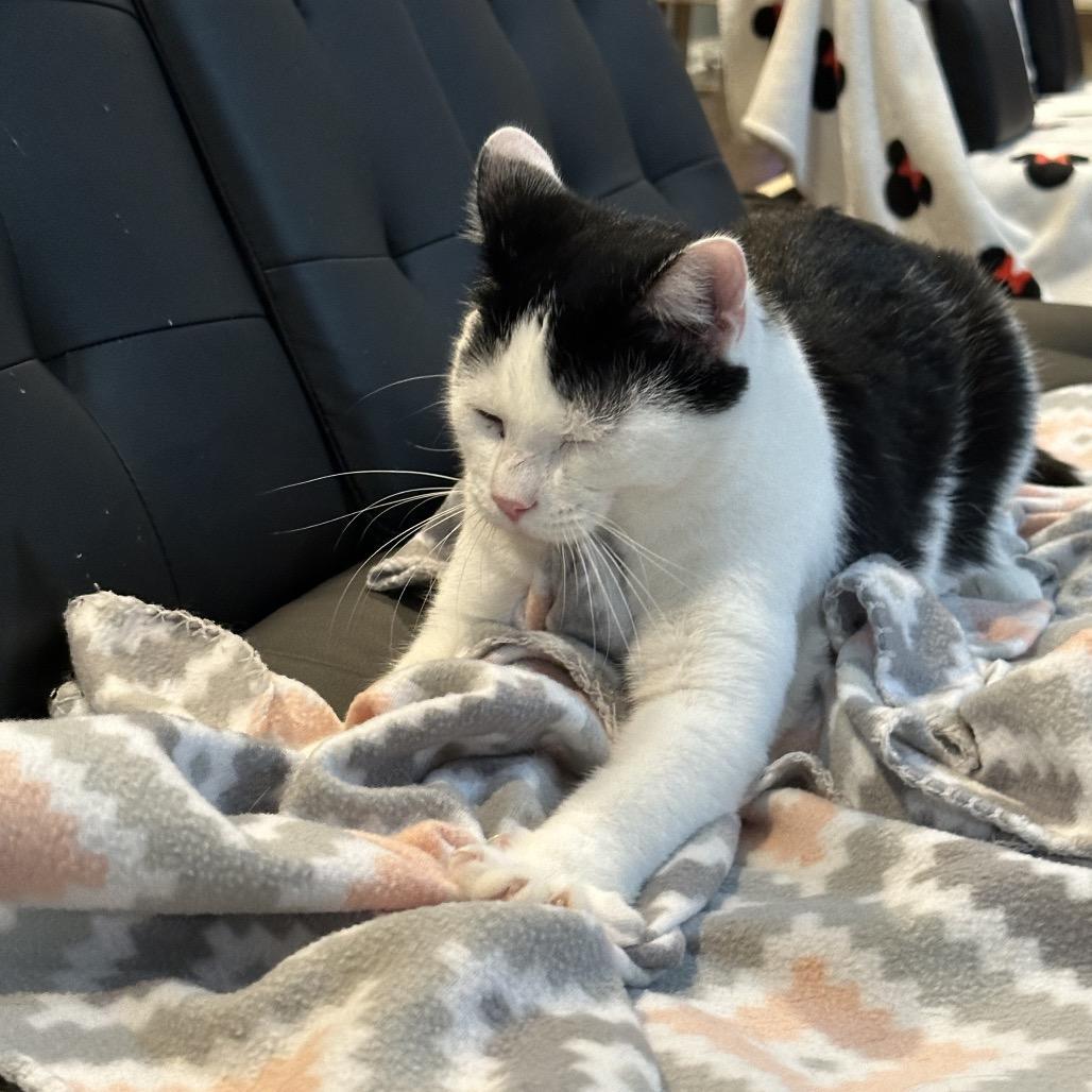 Enlarge Bungee, a Adoptable Domestic Short Hair in Nashville, TN image 1/6