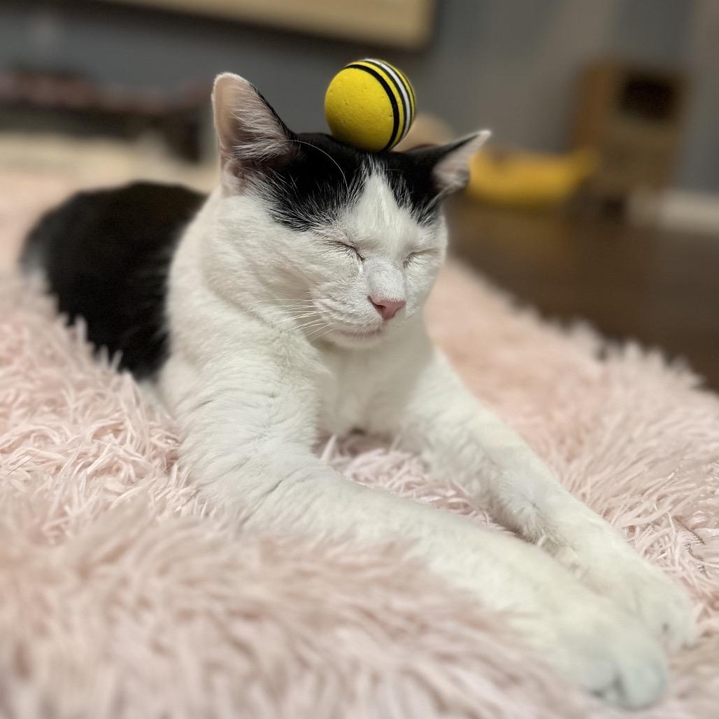 Enlarge Bungee, a Adoptable Domestic Short Hair in Nashville, TN image 2/6