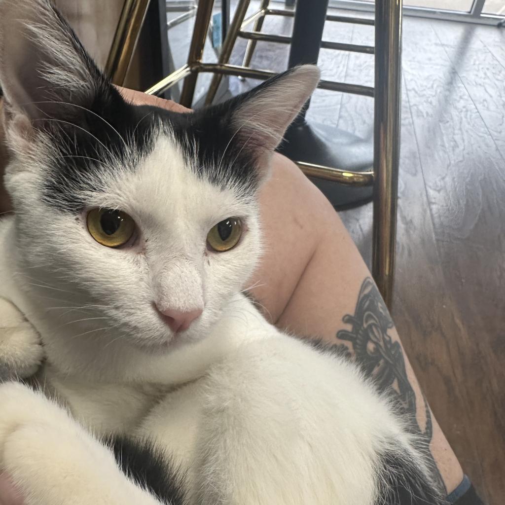 Enlarge Bungee, a Adoptable Domestic Short Hair in Nashville, TN image 3/6