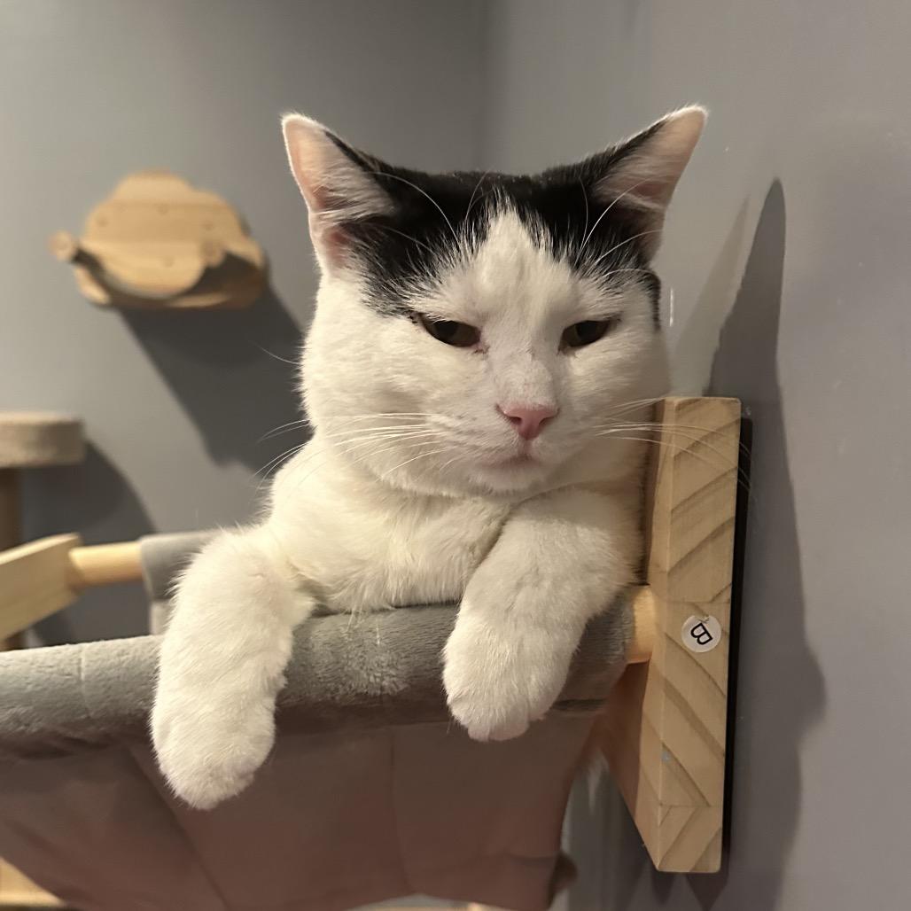 Enlarge Bungee, a Adoptable Domestic Short Hair in Nashville, TN image 5/6