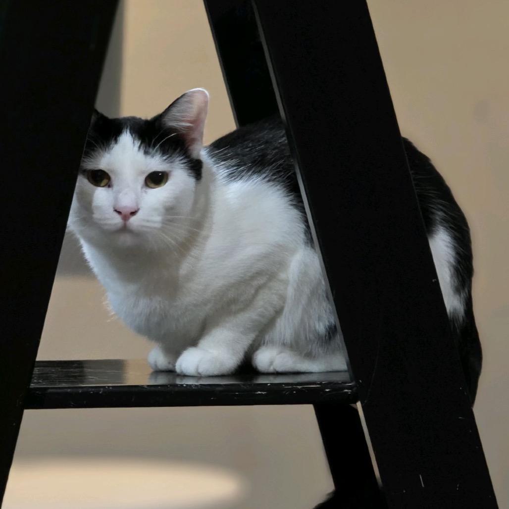 Enlarge Bungee, a Adoptable Domestic Short Hair in Nashville, TN image 6/6