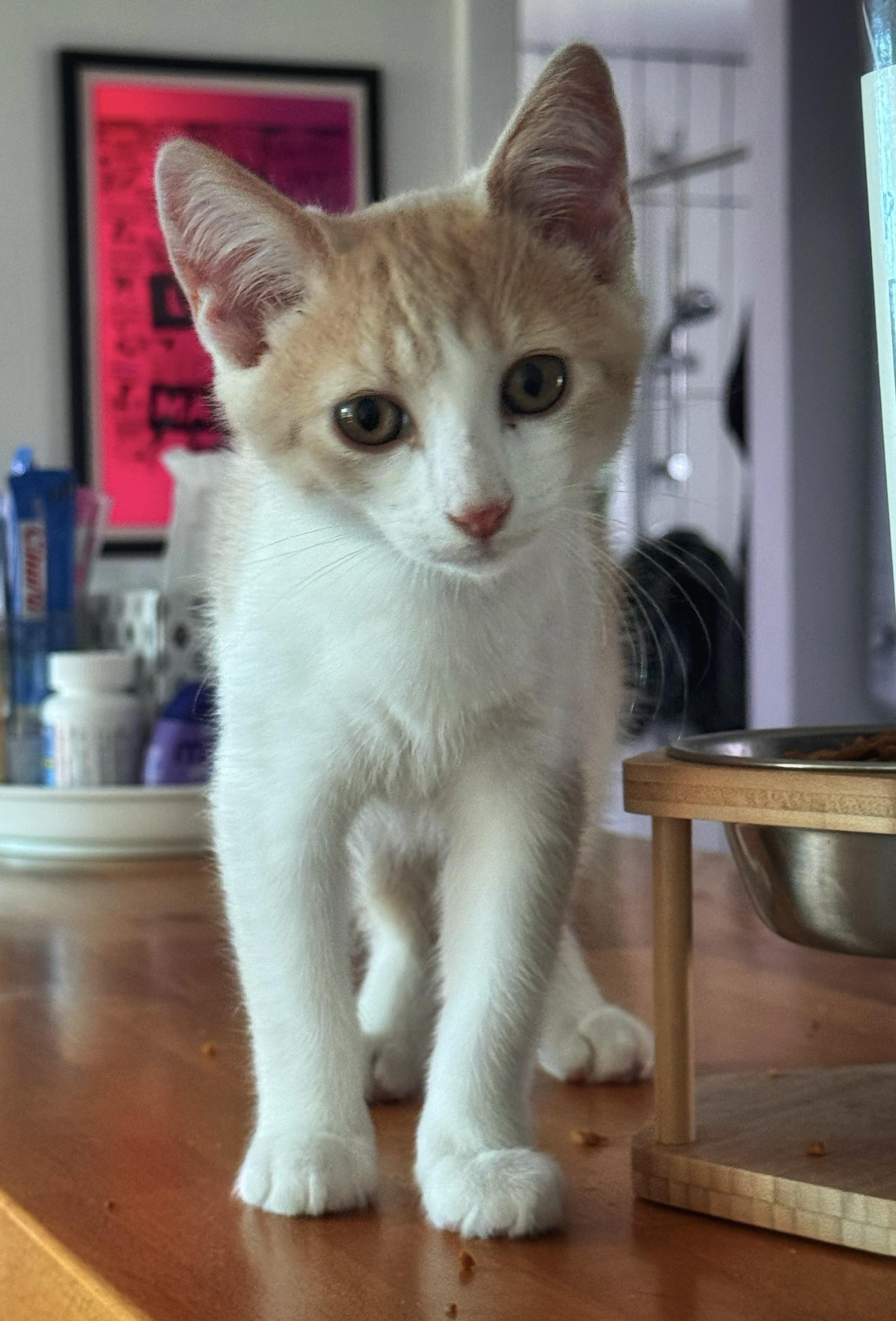 Stephen King, adopted, Kitten Male Domestic Short Hair.