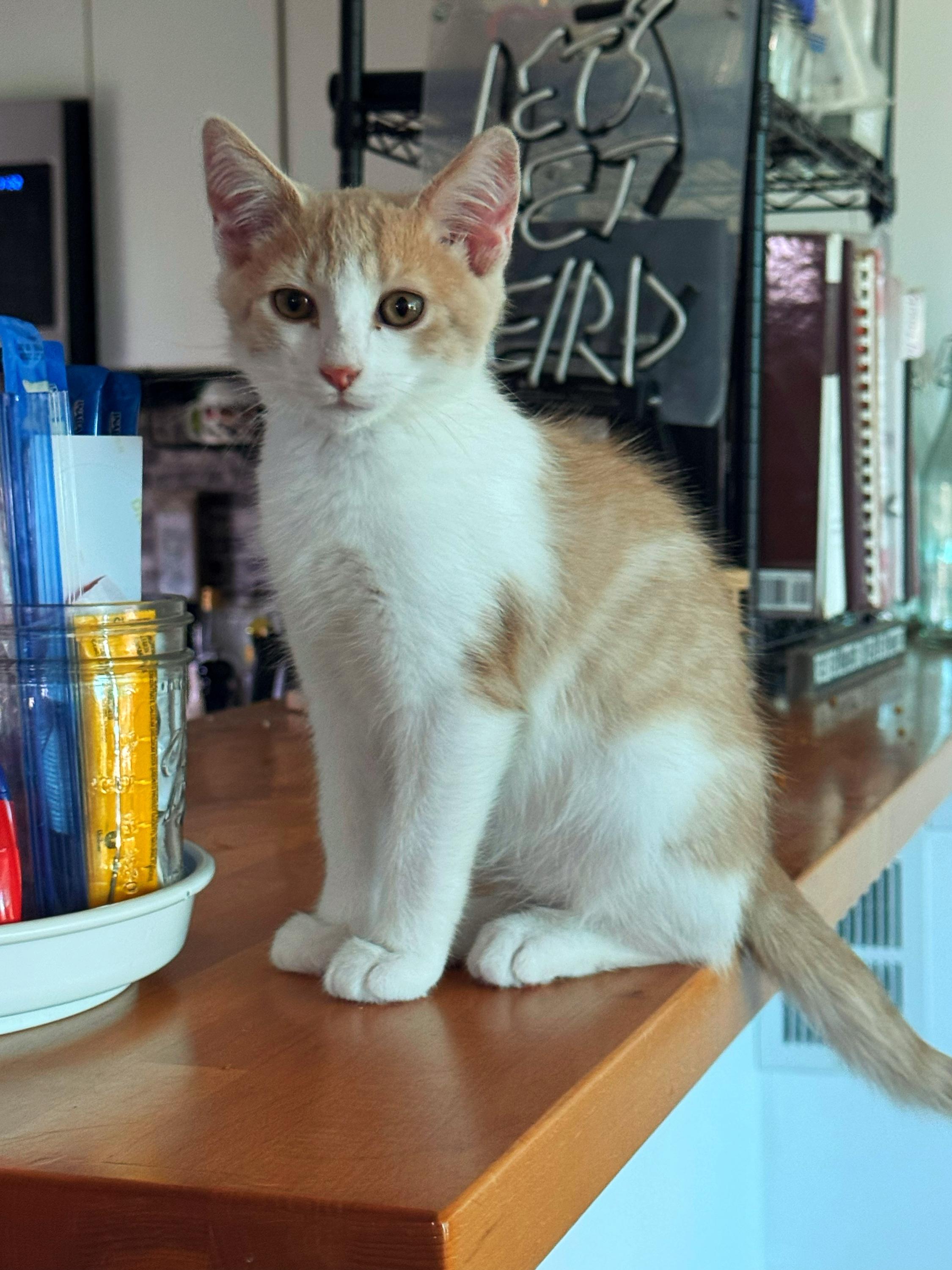 Stephen King, an adopted Domestic Short Hair in North Haven, CT image 2/6
