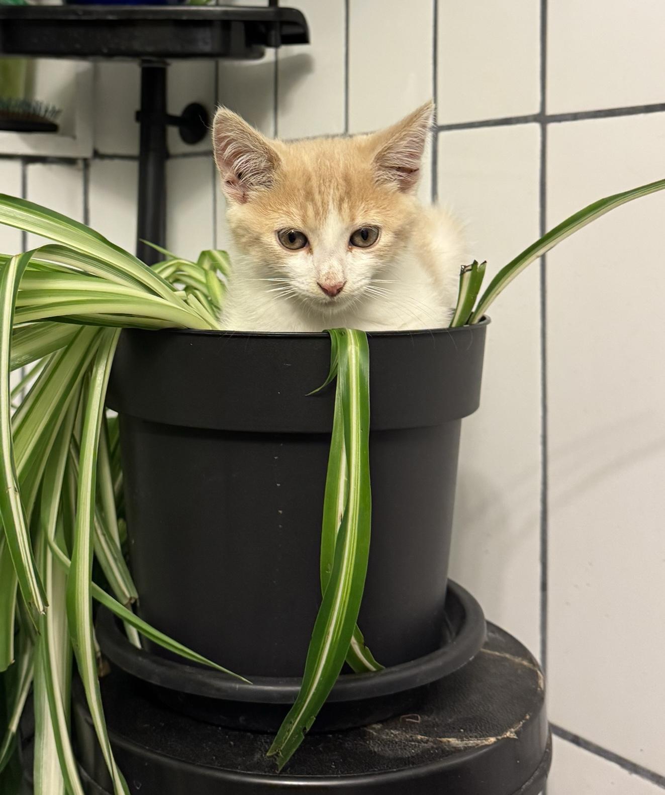 Stephen King, an adopted Domestic Short Hair in North Haven, CT image 5/6