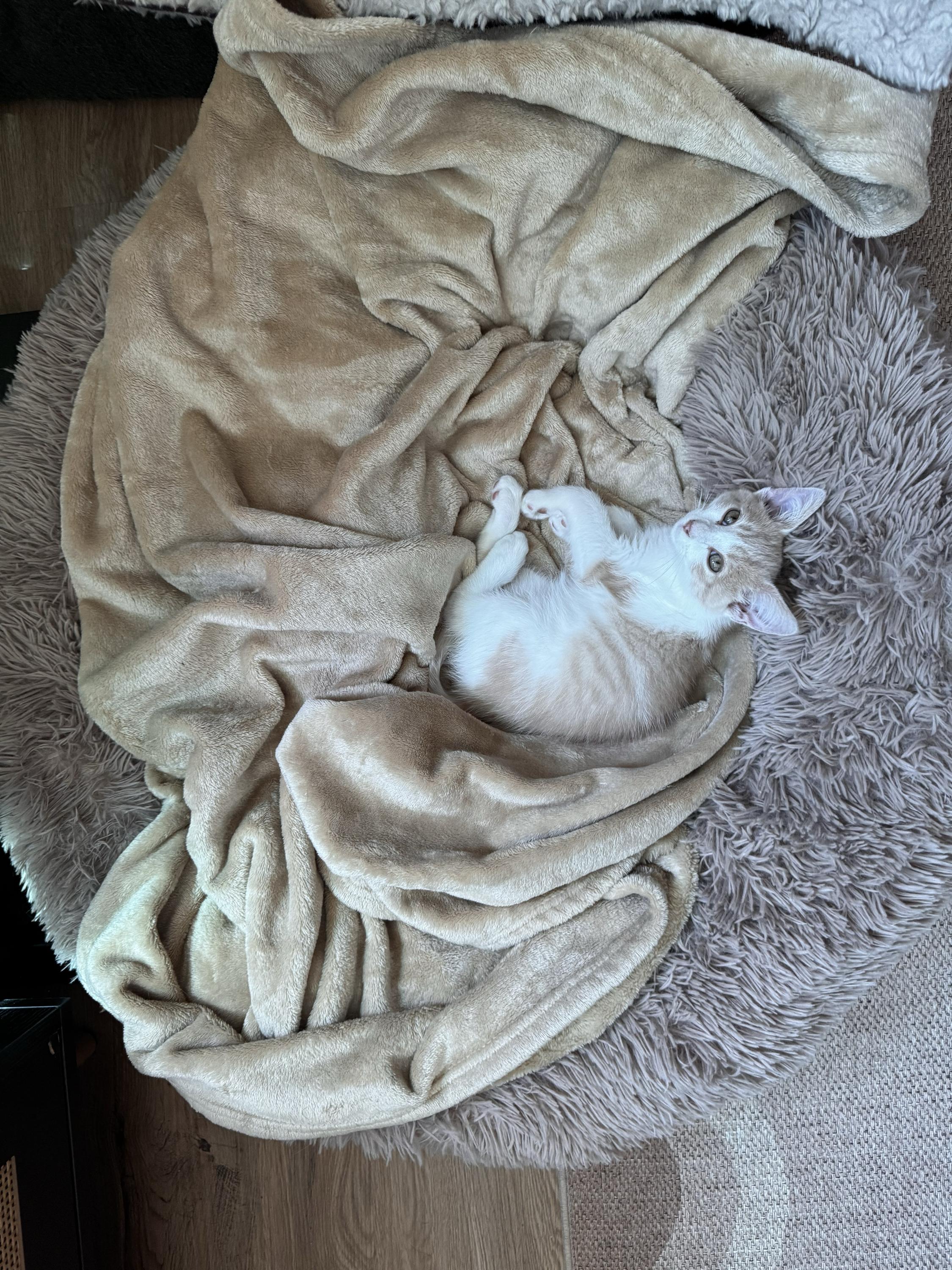 Stephen King, an adopted Domestic Short Hair in North Haven, CT image 6/6