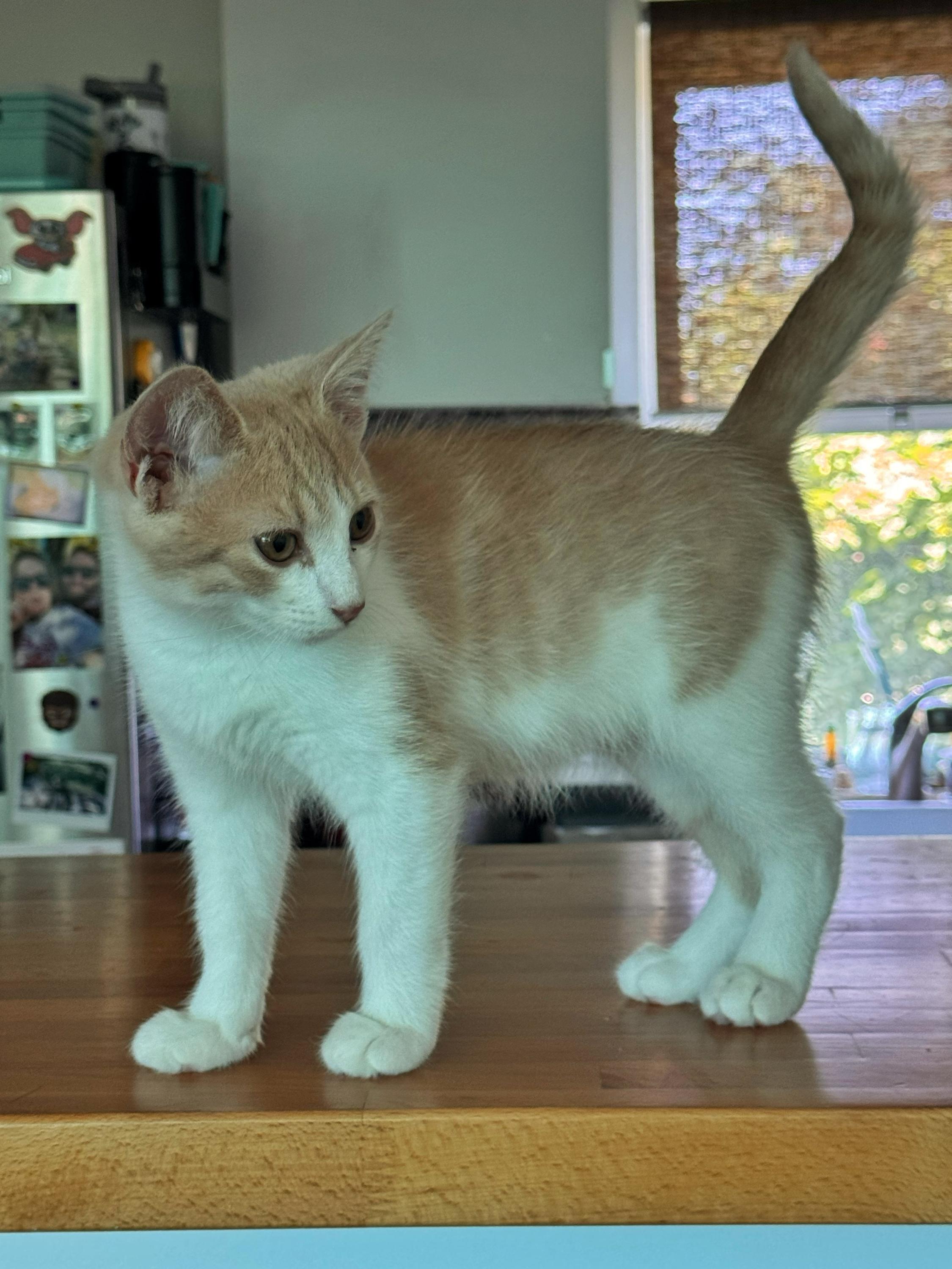 Stephen King, an adopted Domestic Short Hair in North Haven, CT image 4/6