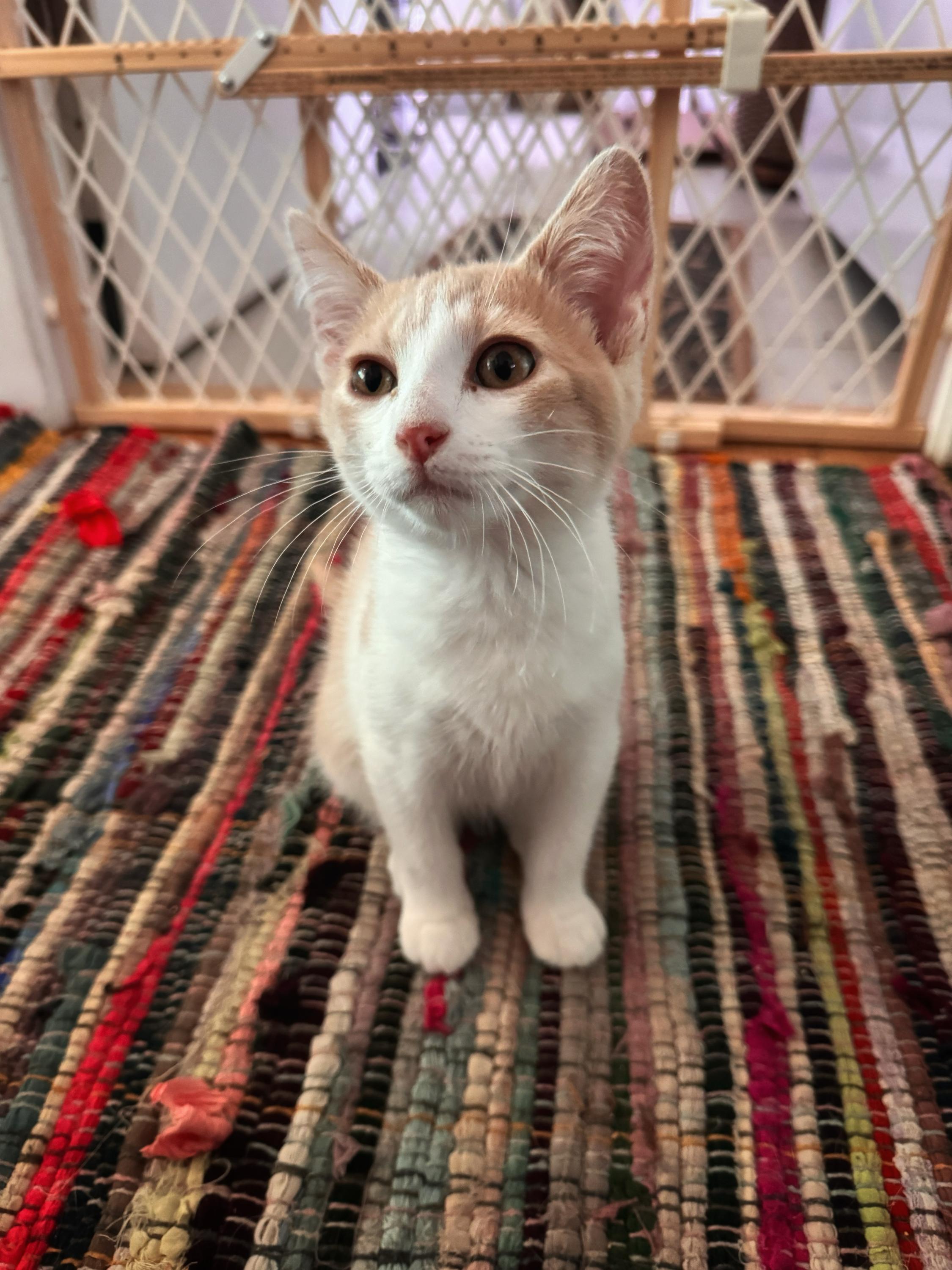 Stephen King, an adopted Domestic Short Hair in North Haven, CT image 3/6