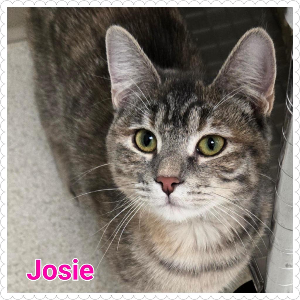 Enlarge Josie, a Adopted mixed breed in North Saint Paul, MN image 1/4
