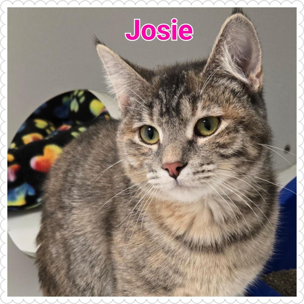 Enlarge Josie, a Adopted mixed breed in North Saint Paul, MN image 2/4