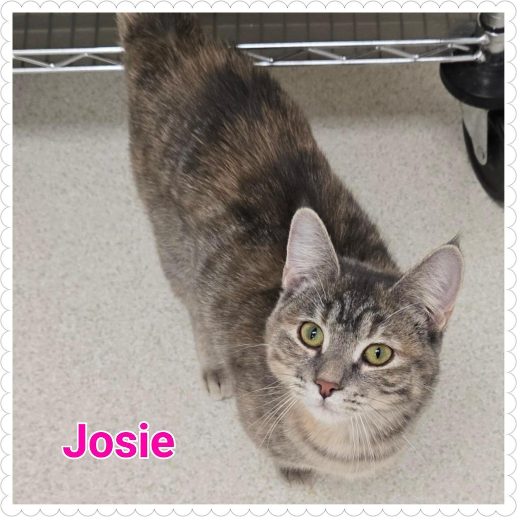 Enlarge Josie, a Adopted mixed breed in North Saint Paul, MN image 3/4