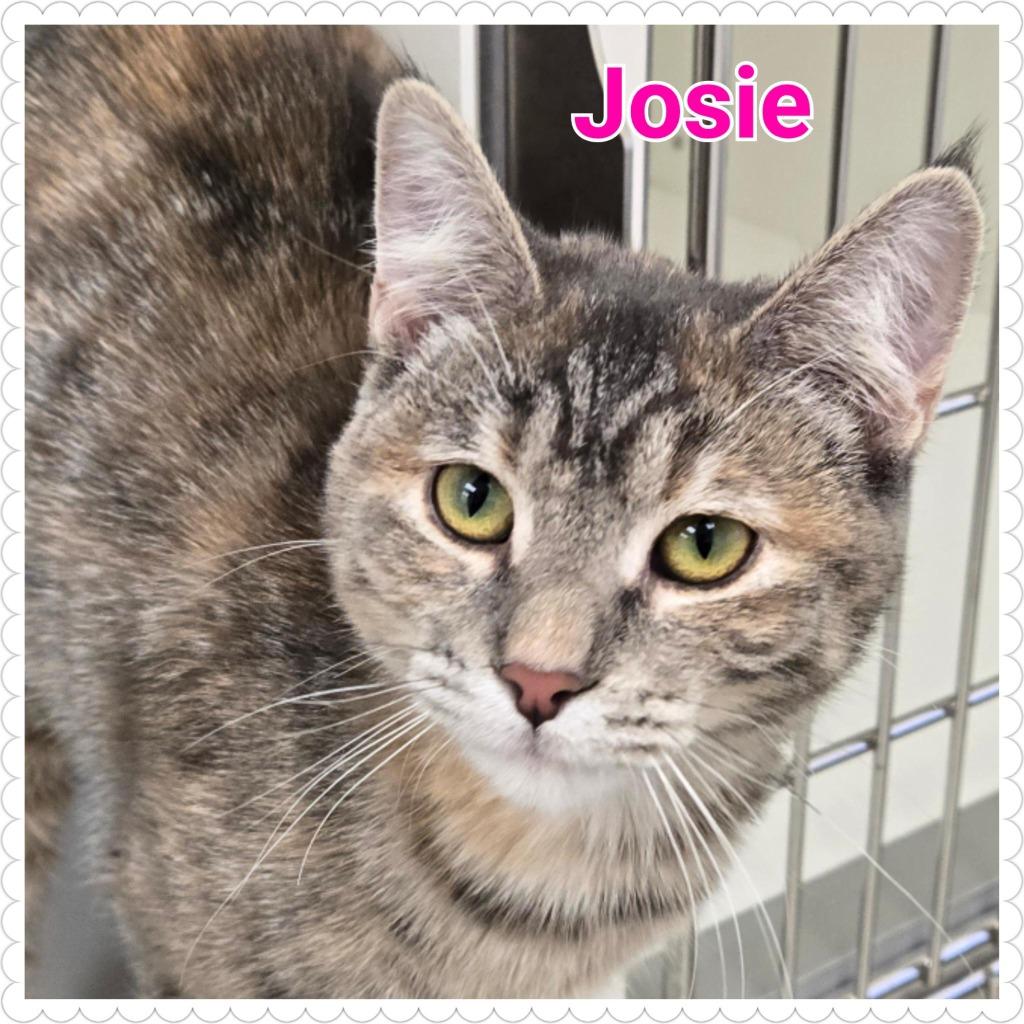Enlarge Josie, a Adopted mixed breed in North Saint Paul, MN image 4/4