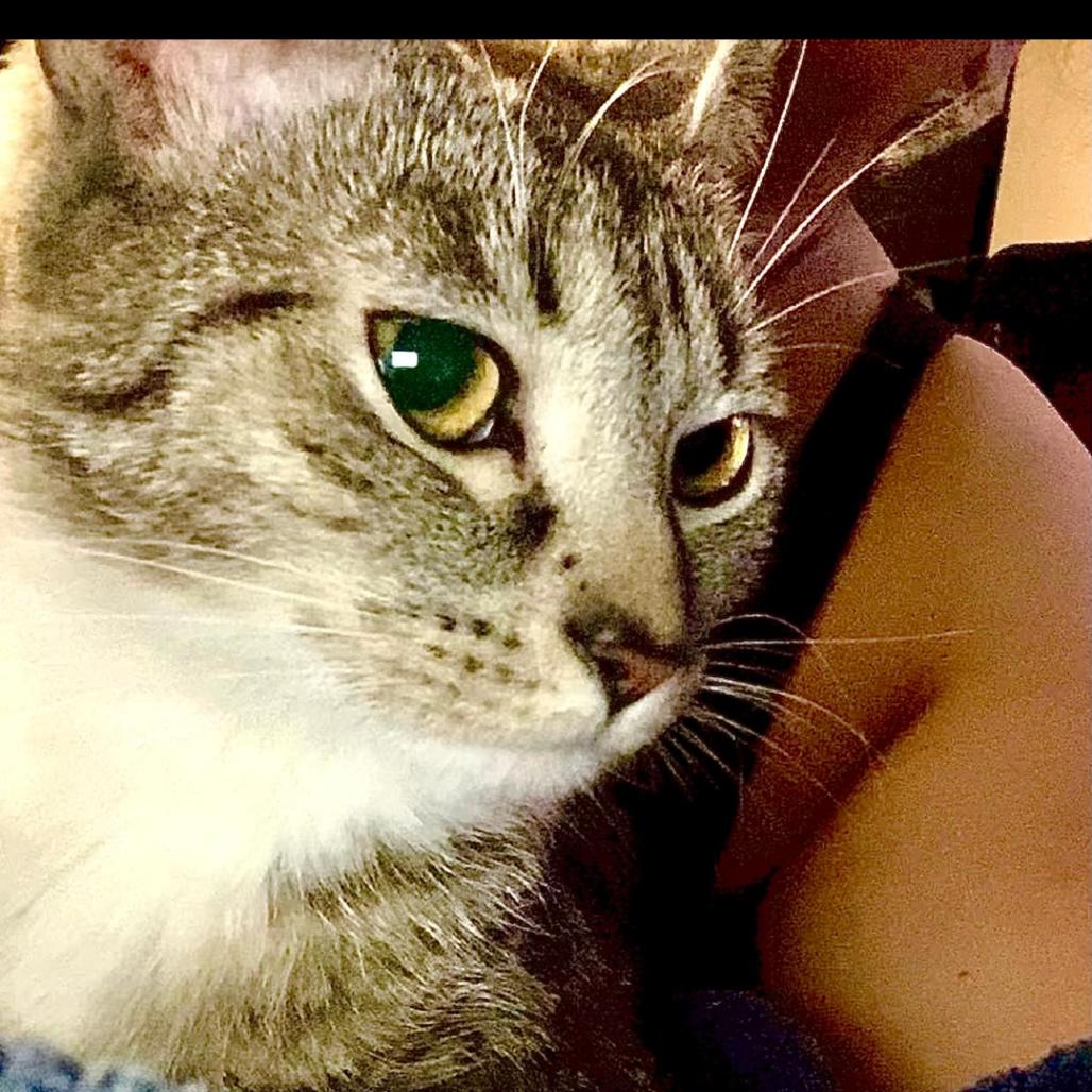 Enlarge Nena, a Adoptable Domestic Medium Hair in Wappingers Falls, NY image 1/1