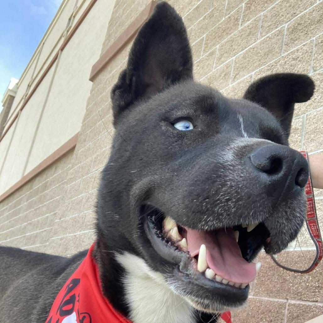 Smokey, Adoptable, Adult Male Husky & Mixed Breed.