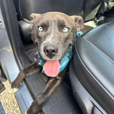 Smokey, a Adoptable mixed breed in Amarillo, TX image 2/5