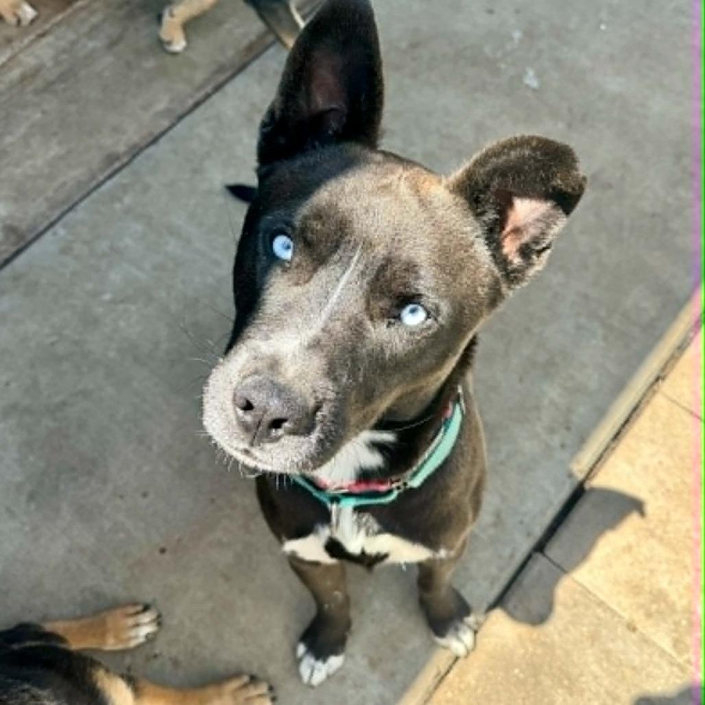 Enlarge Smokey, a Adoptable mixed breed in Amarillo, TX image 3/5