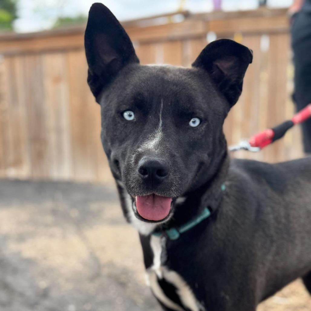 Smokey, a Adoptable mixed breed in Amarillo, TX image 3/5