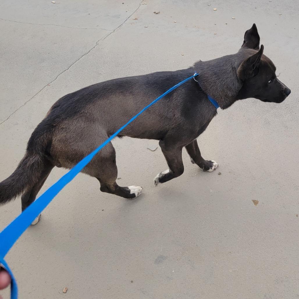 Smokey, a Adoptable mixed breed in Amarillo, TX image 3/5