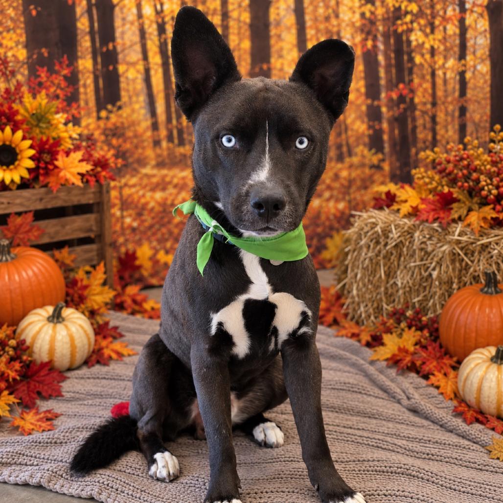 Enlarge Smokey, a Adoptable mixed breed in Amarillo, TX image 4/5