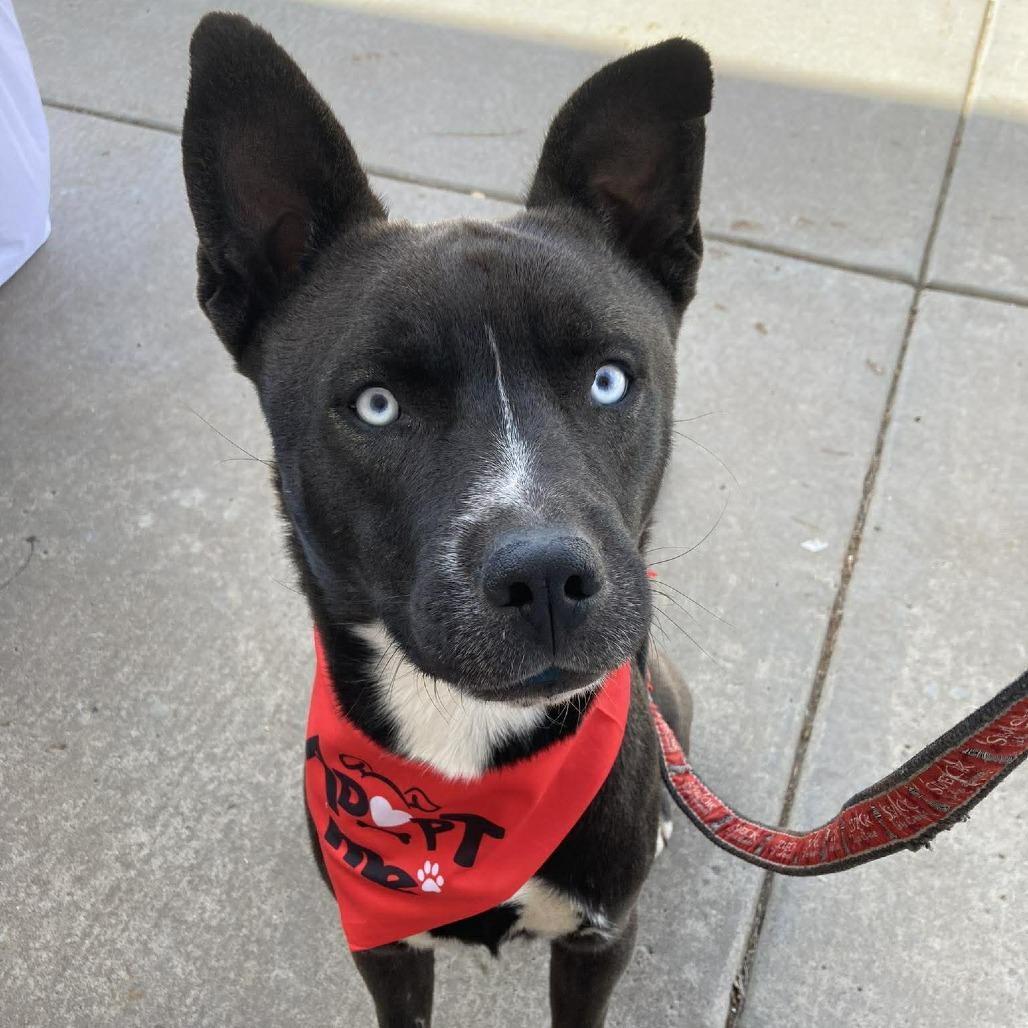 Enlarge Smokey, a Adoptable mixed breed in Amarillo, TX image 4/5