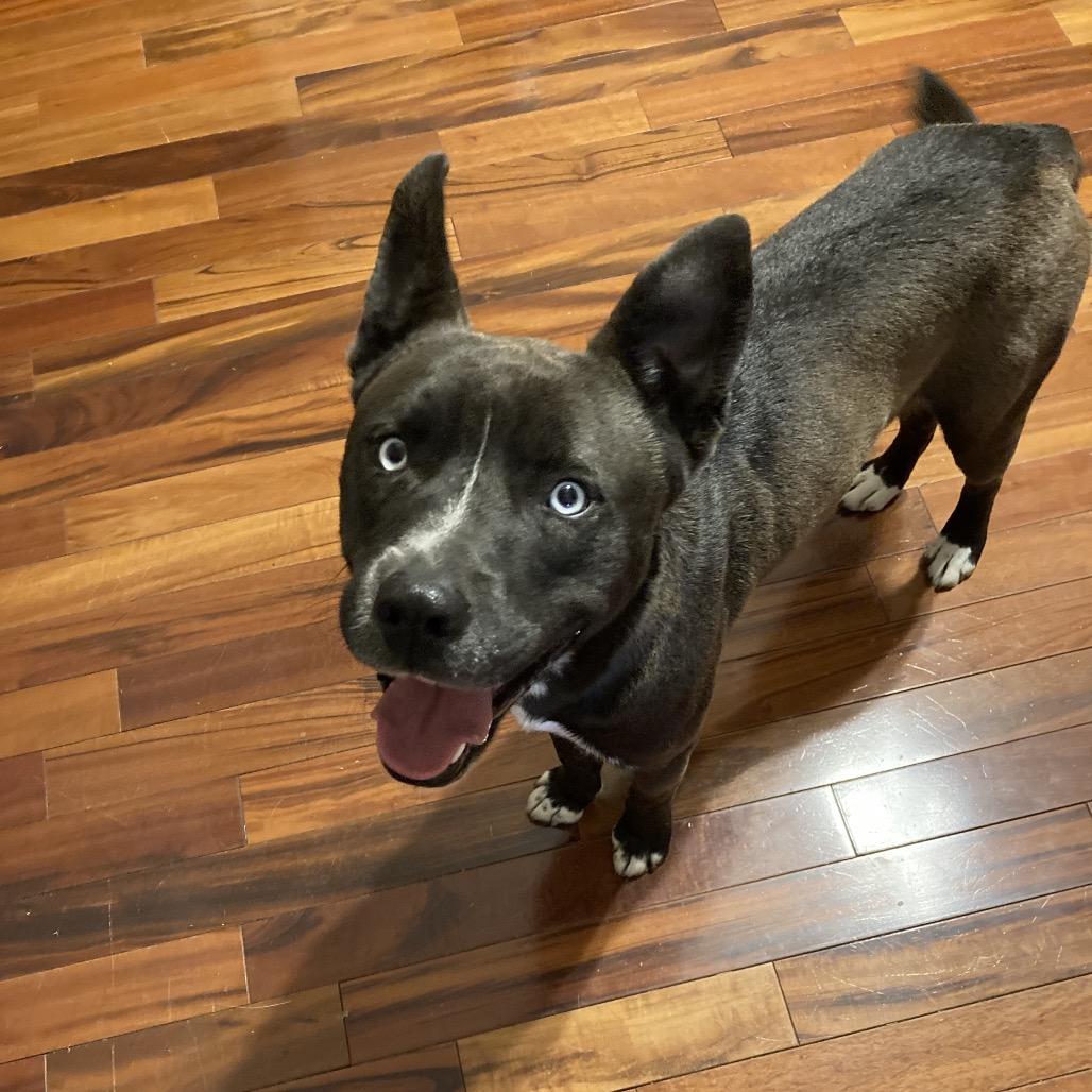 Smokey, a Adoptable mixed breed in Amarillo, TX image 4/5