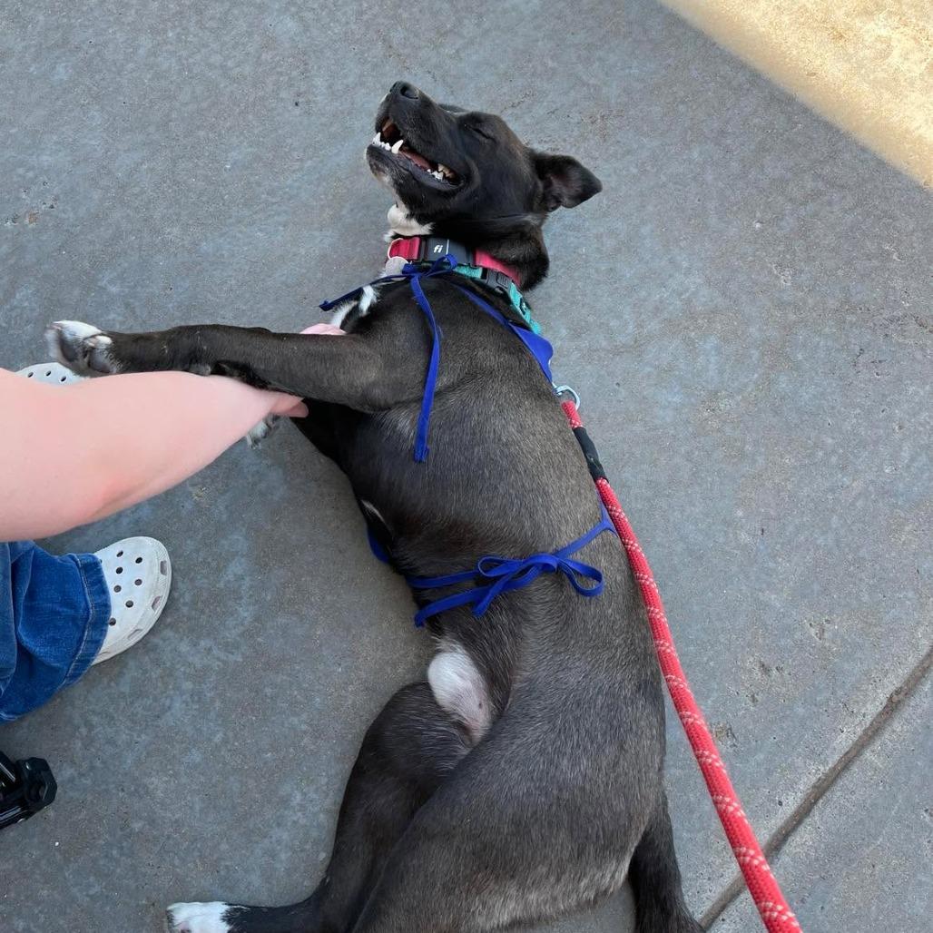 Enlarge Smokey, a Adoptable mixed breed in Amarillo, TX image 5/5