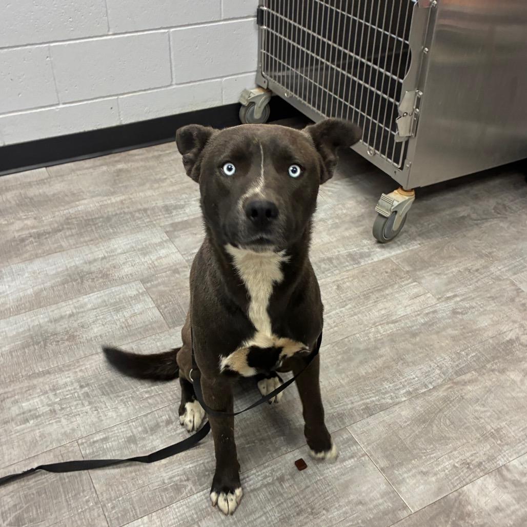 Smokey, a Adoptable mixed breed in Amarillo, TX image 5/5
