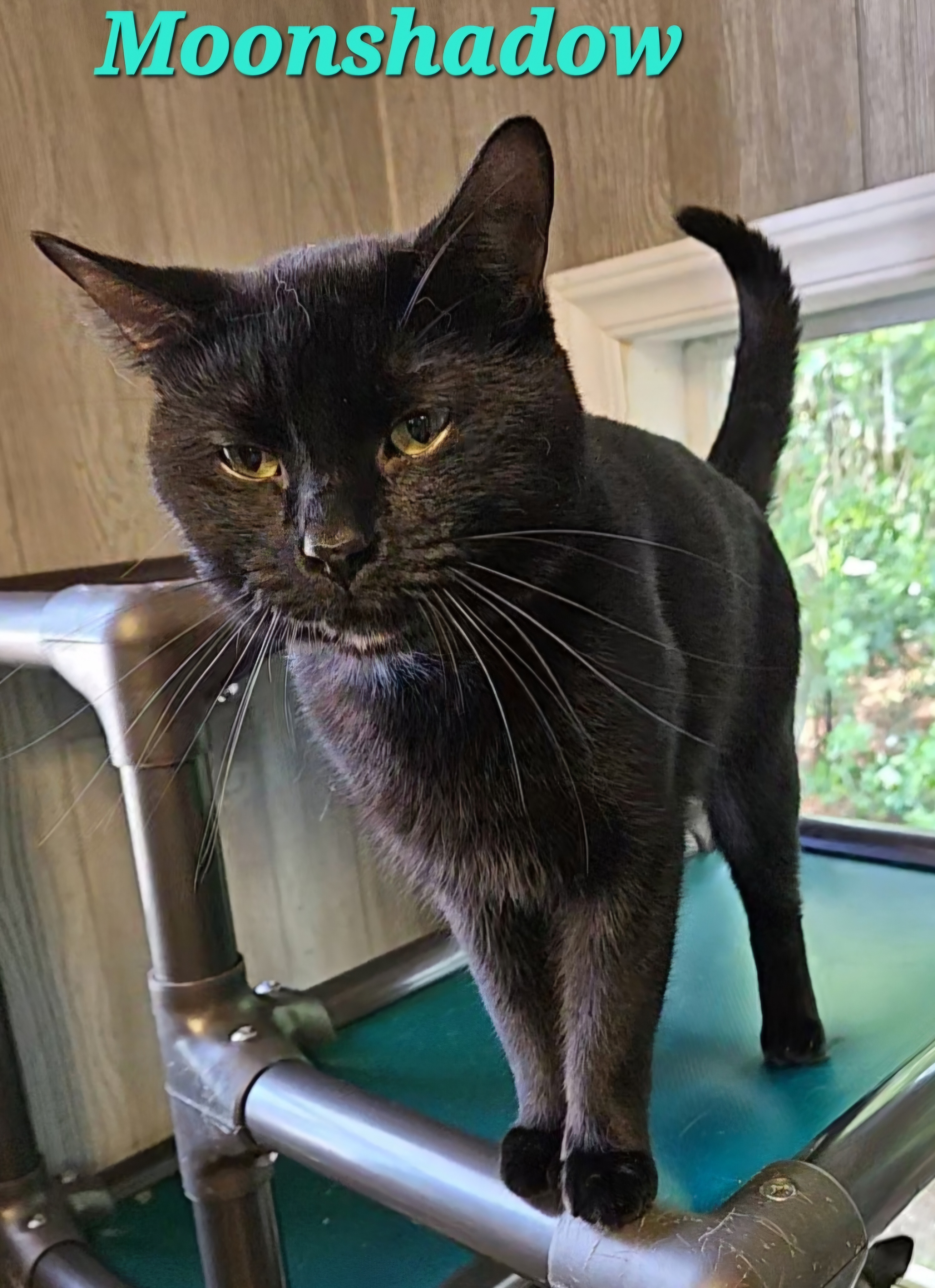 Moonshadow, a Adoptable Domestic Short Hair in Macon, GA image 1/3