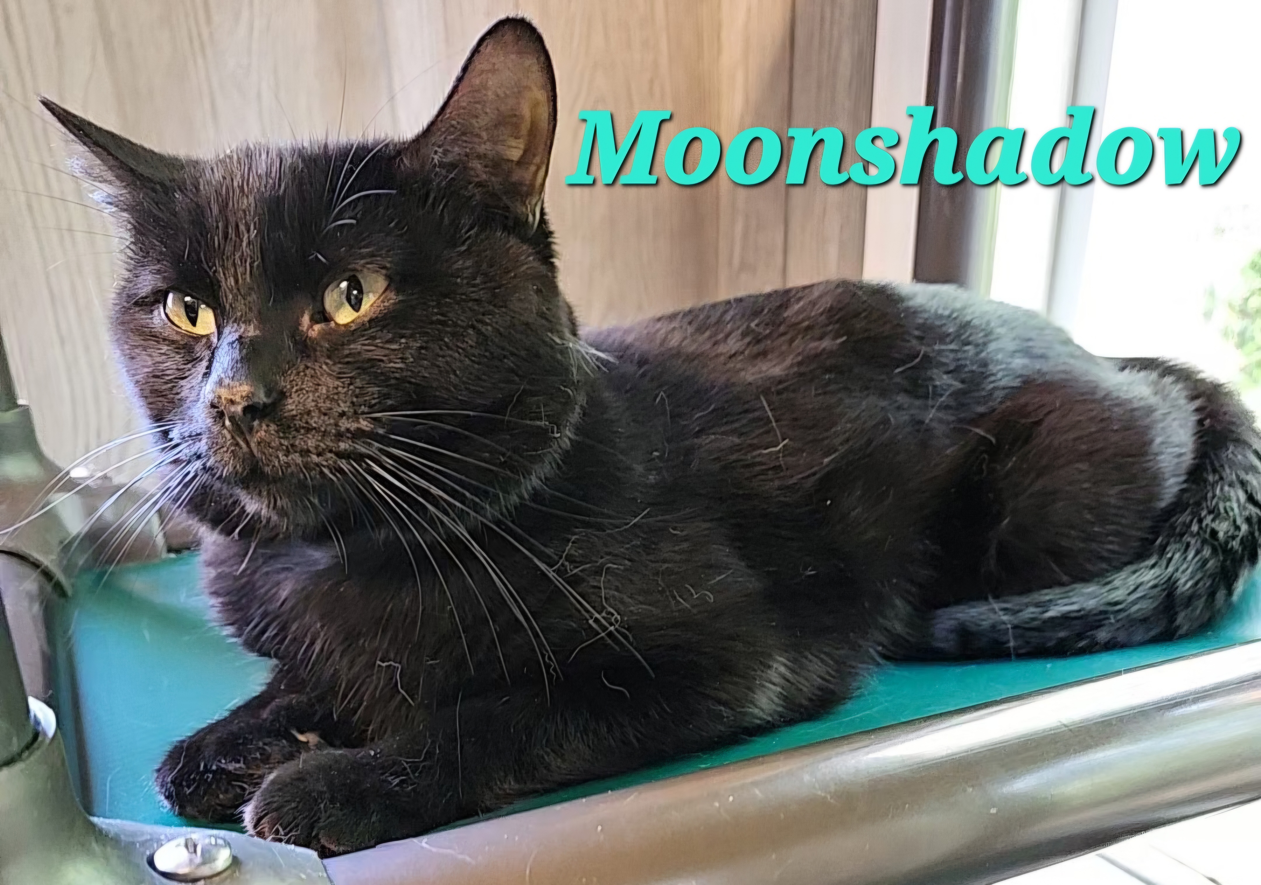Moonshadow, a Adoptable Domestic Short Hair in Macon, GA image 2/3