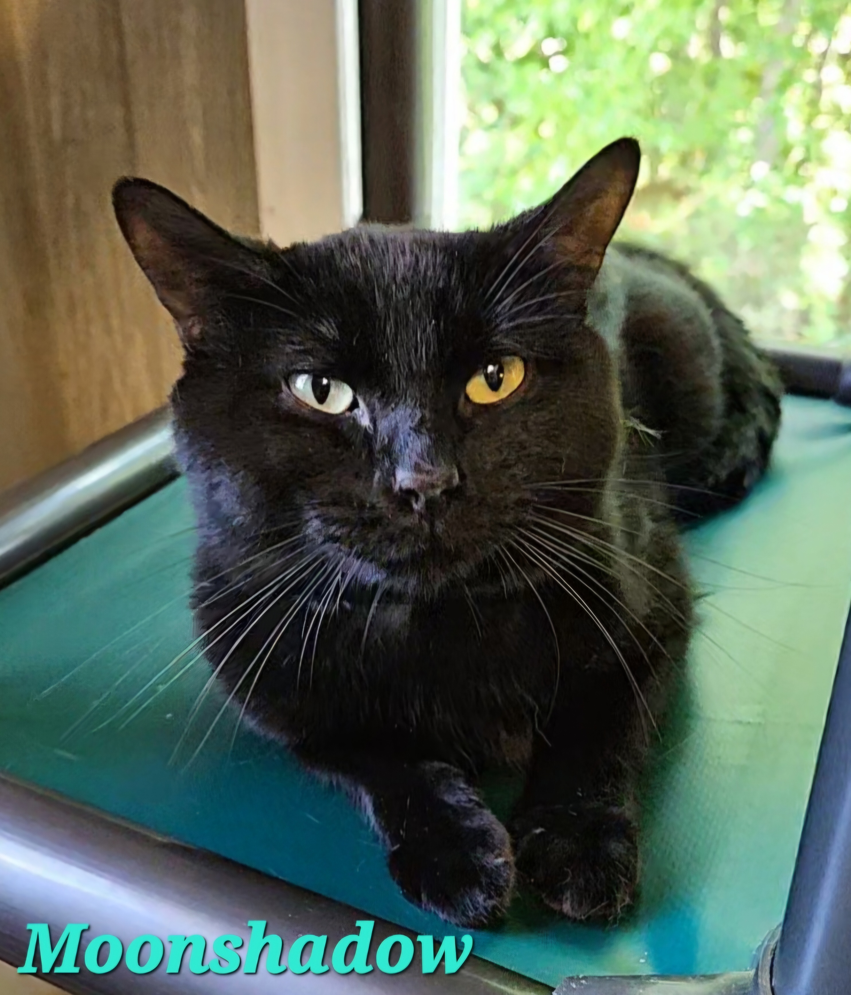 Moonshadow, a Adoptable Domestic Short Hair in Macon, GA image 3/3