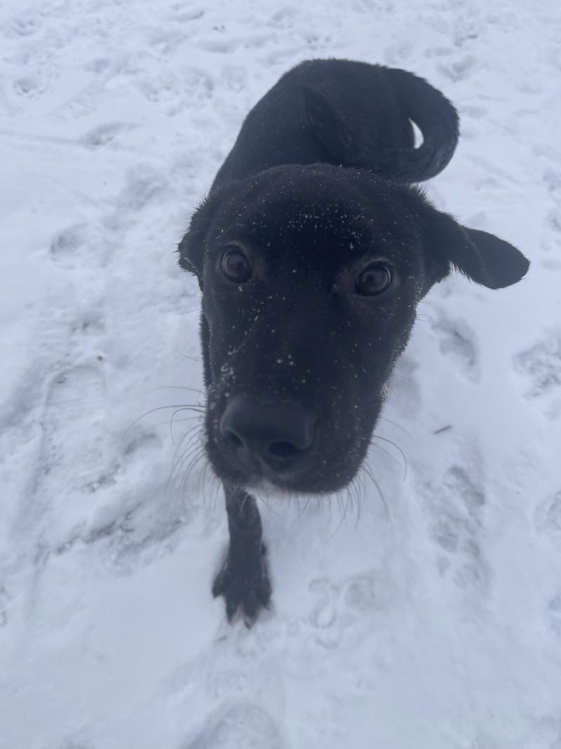 Enlarge Blanche, a Adoptable mixed breed in Cortland, NY image 1/6