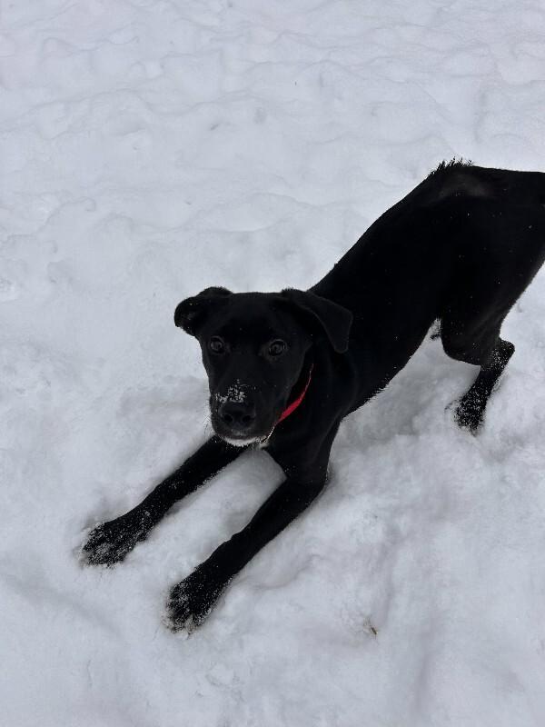 Enlarge Blanche, a Adoptable mixed breed in Cortland, NY image 3/6