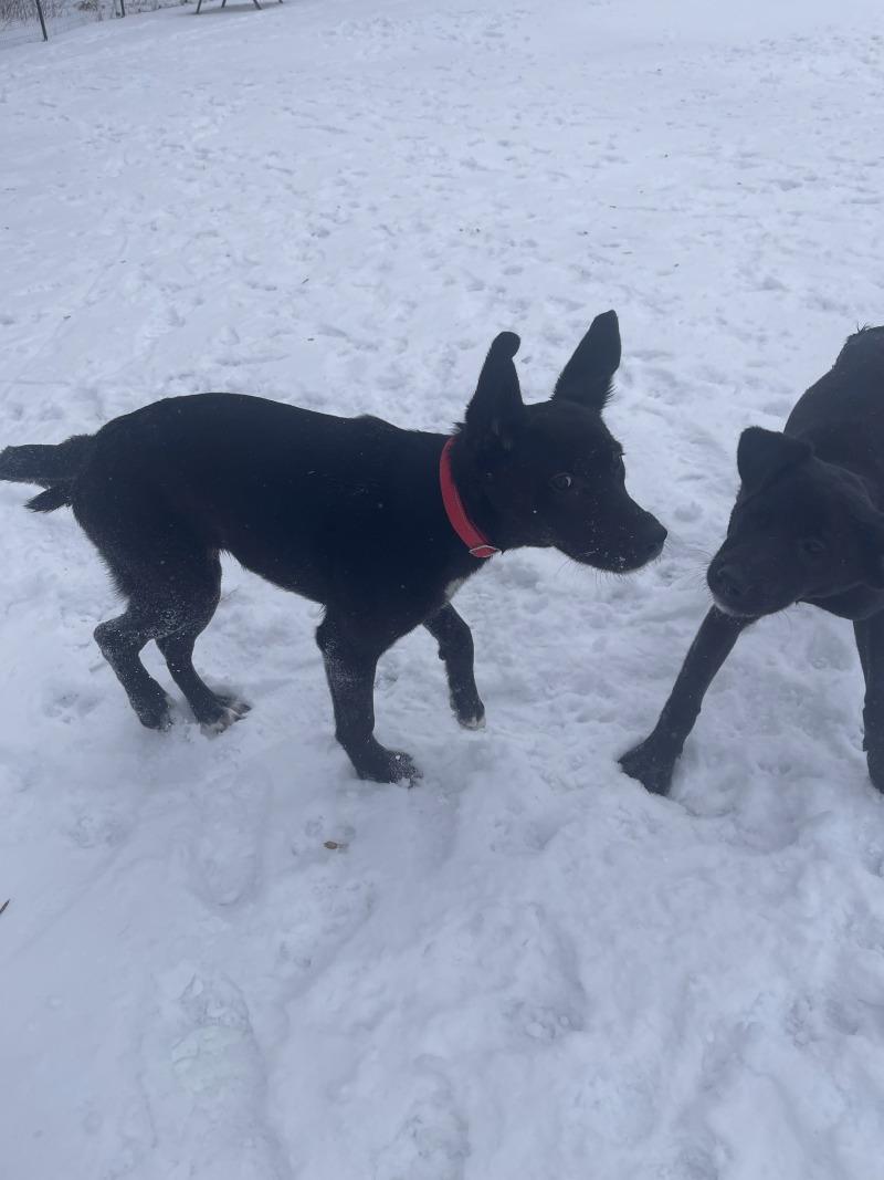 Enlarge Blanche, a Adoptable mixed breed in Cortland, NY image 4/6