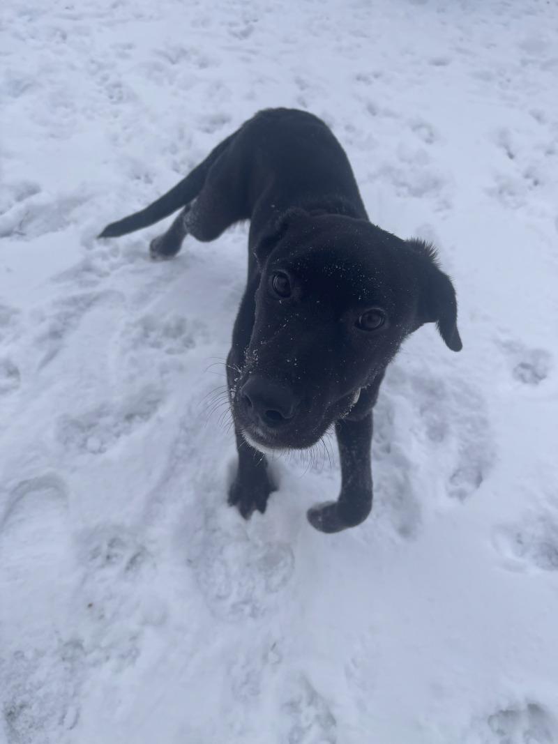 Enlarge Blanche, a Adoptable mixed breed in Cortland, NY image 5/6