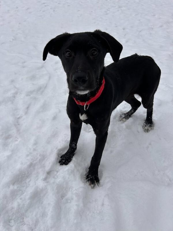 Enlarge Blanche, a Adoptable mixed breed in Cortland, NY image 6/6