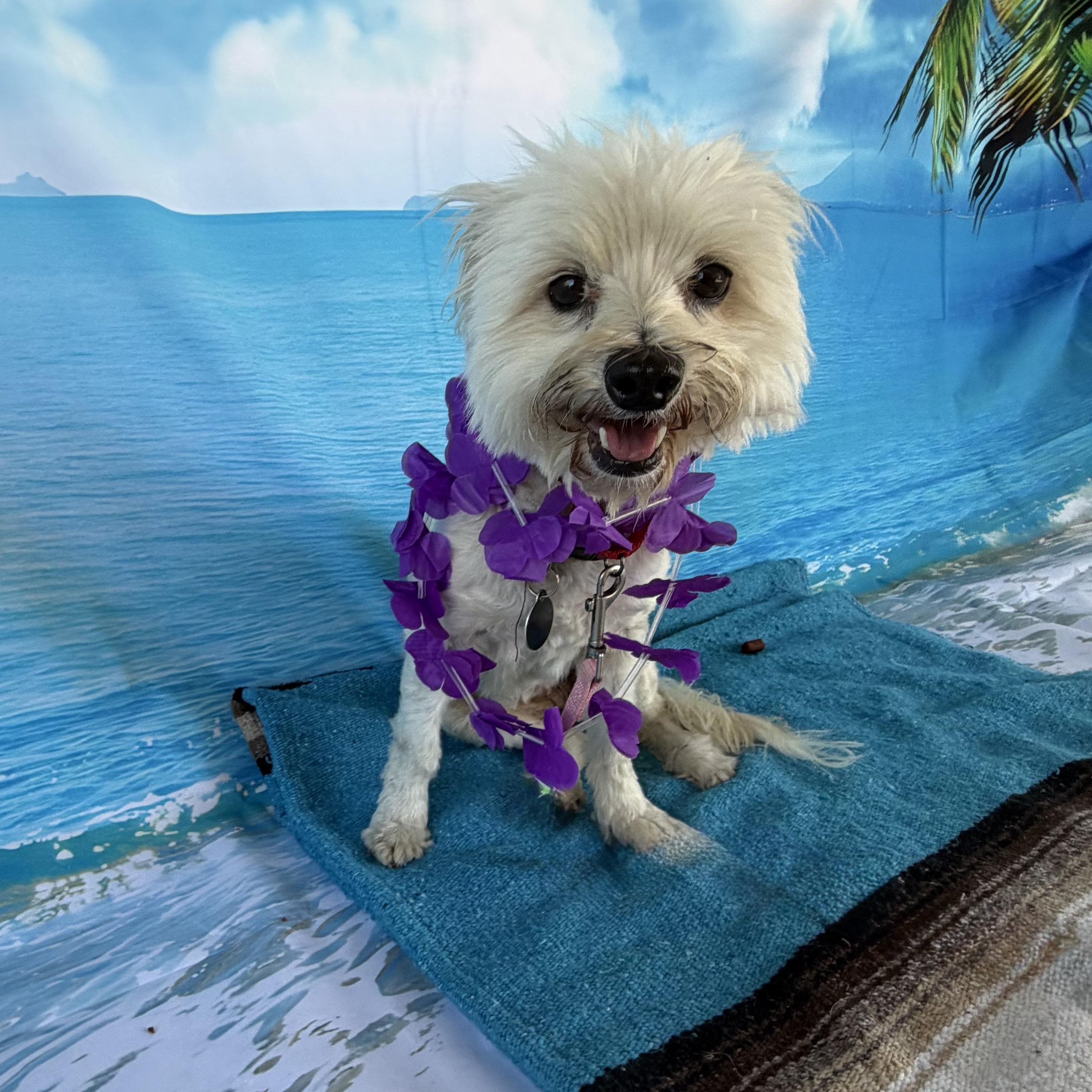 Lottie, Adoptable, Adult Female Poodle.