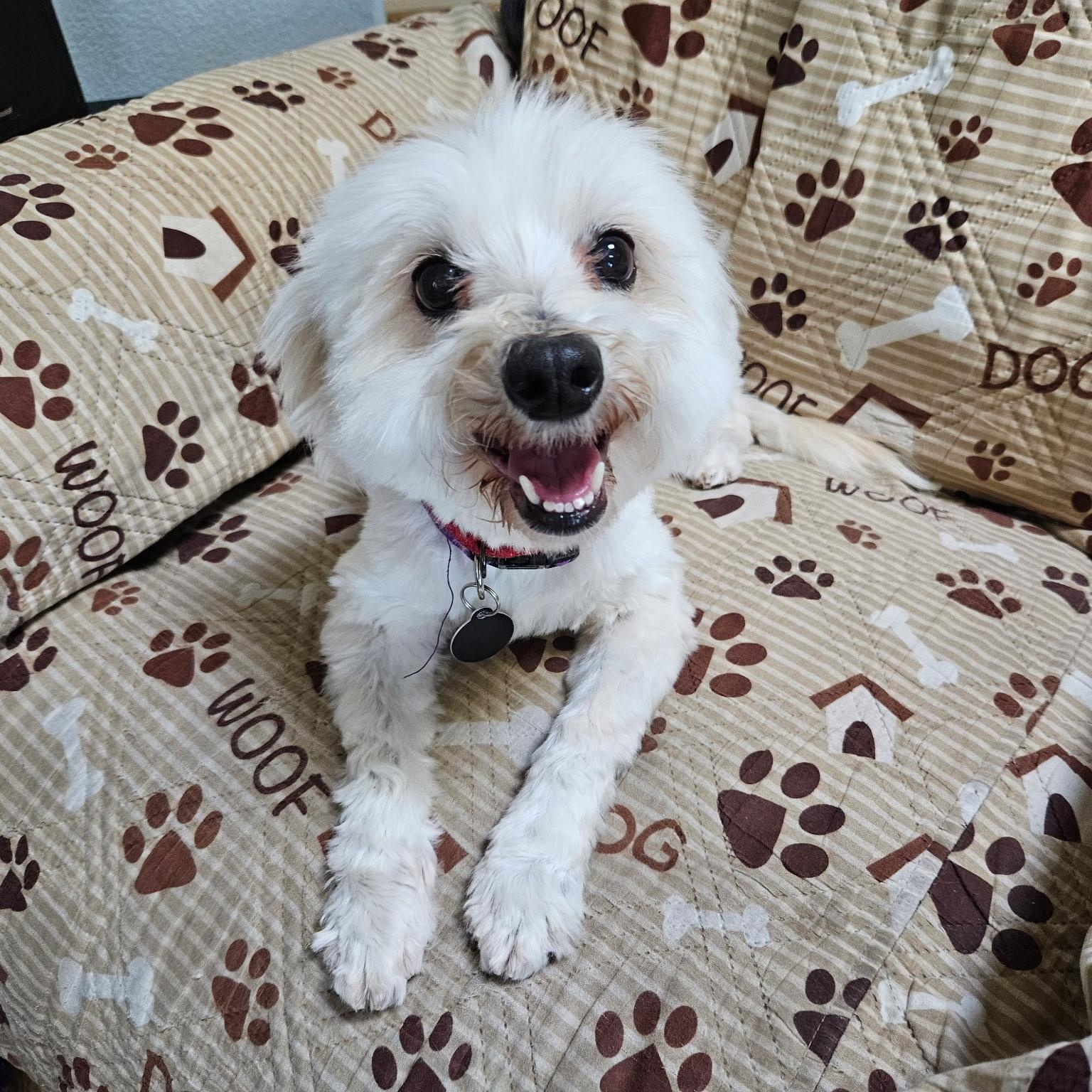 Enlarge Lottie, a Adoptable mixed breed in Phoenix, AZ image 1/5