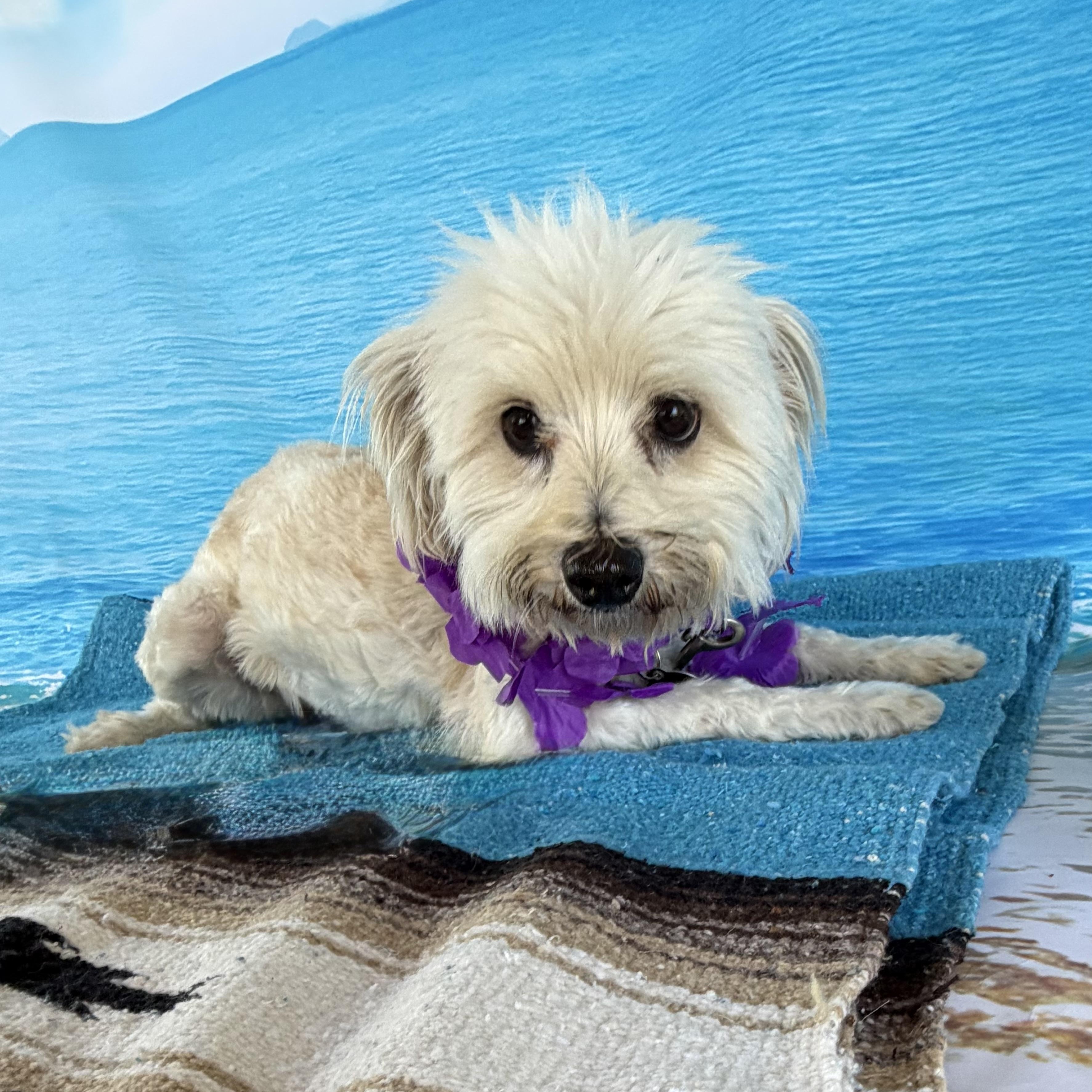 Enlarge Lottie, a Adoptable mixed breed in Phoenix, AZ image 4/5
